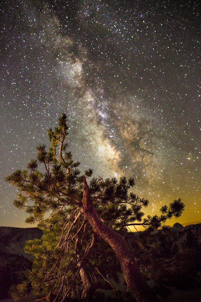 Pine and milky way tgvwxk