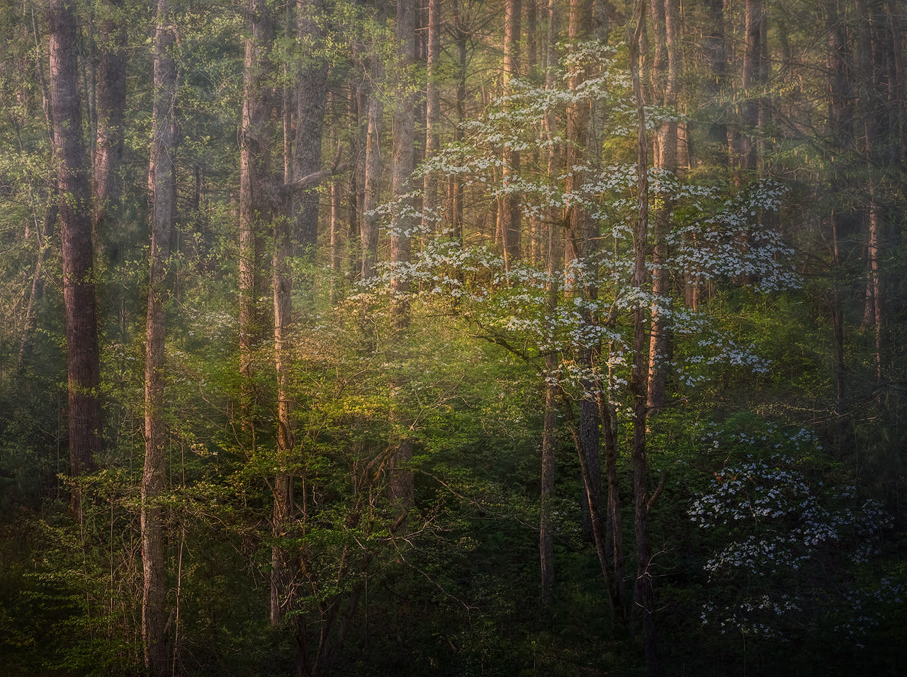 Smoky mountains spring k89wg2