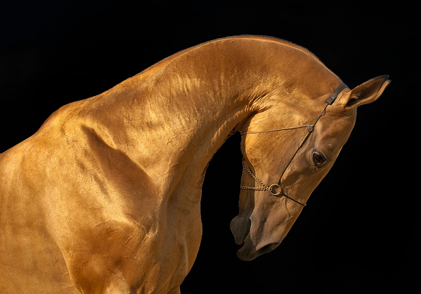 Goldenstallion2 web gpjrmz