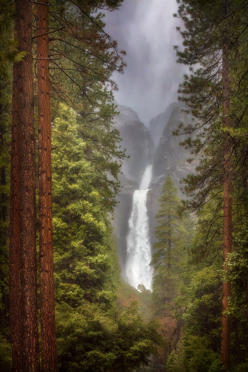 The Mighty Ponderosa | Yosemite Fine art print