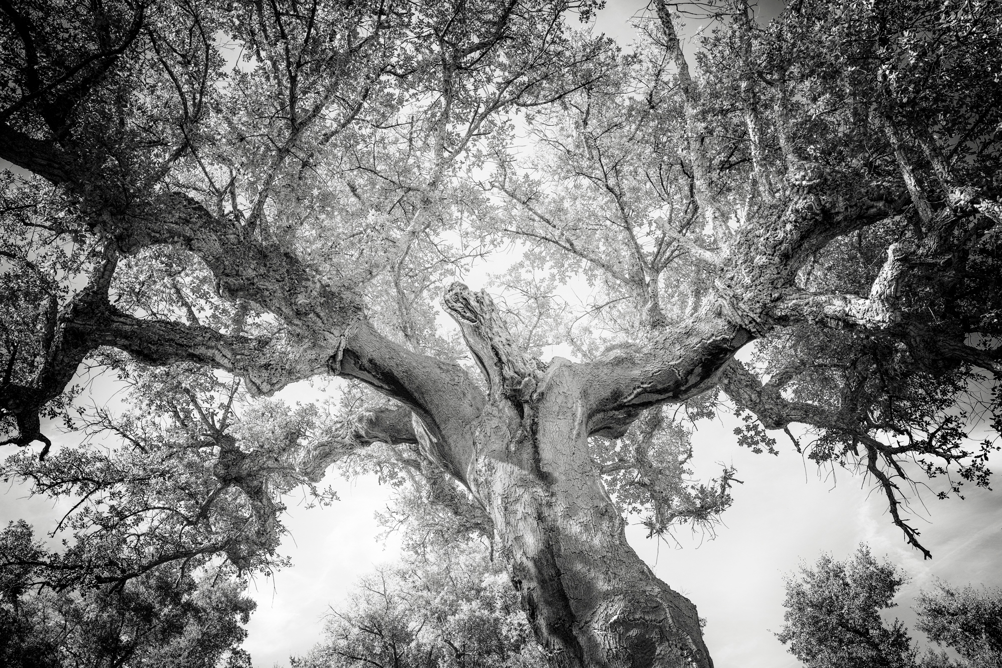 Tree 151a dancing cork oak 1 oyfa2b