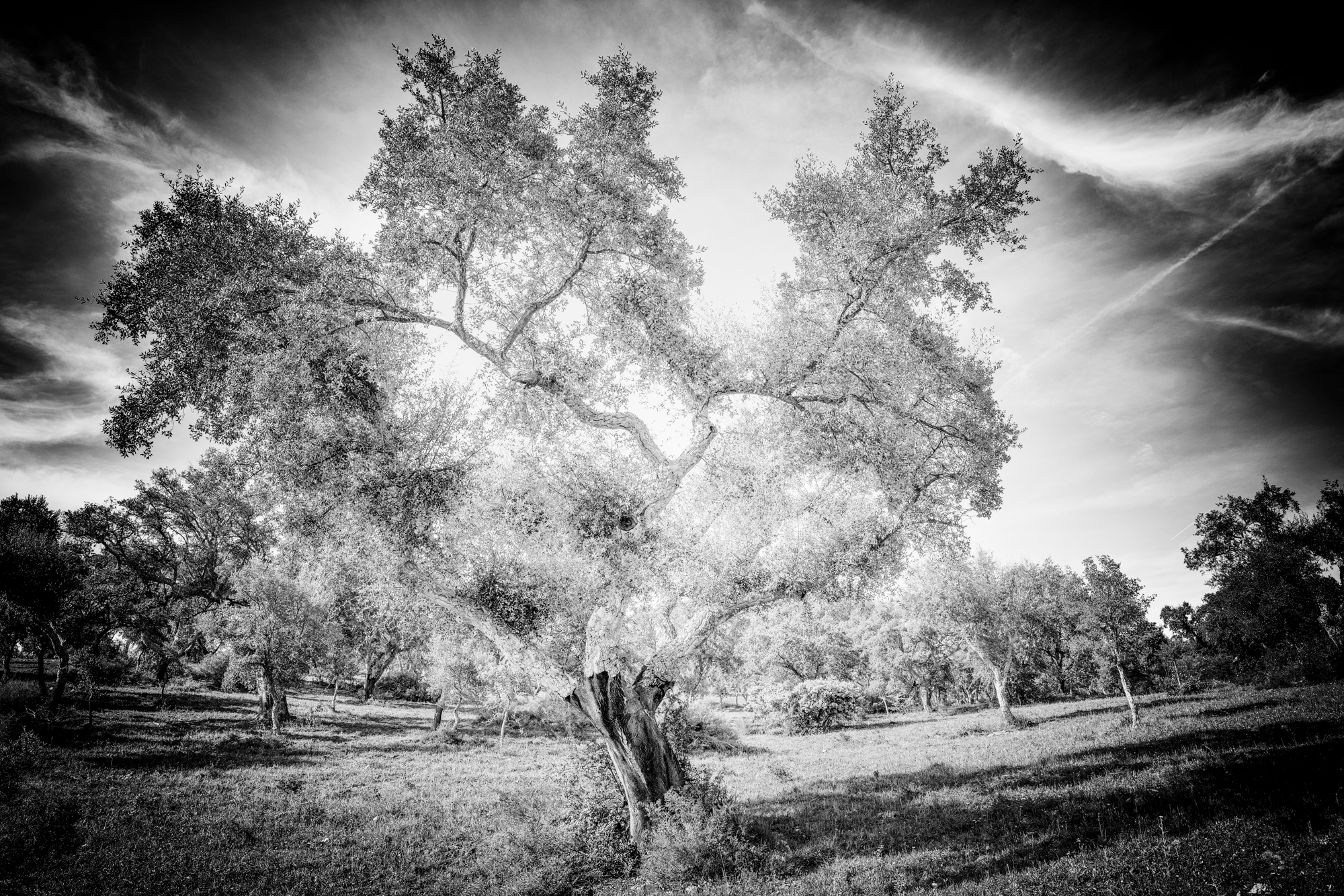 Tree 150 dancing cork oak 2 zgilqy