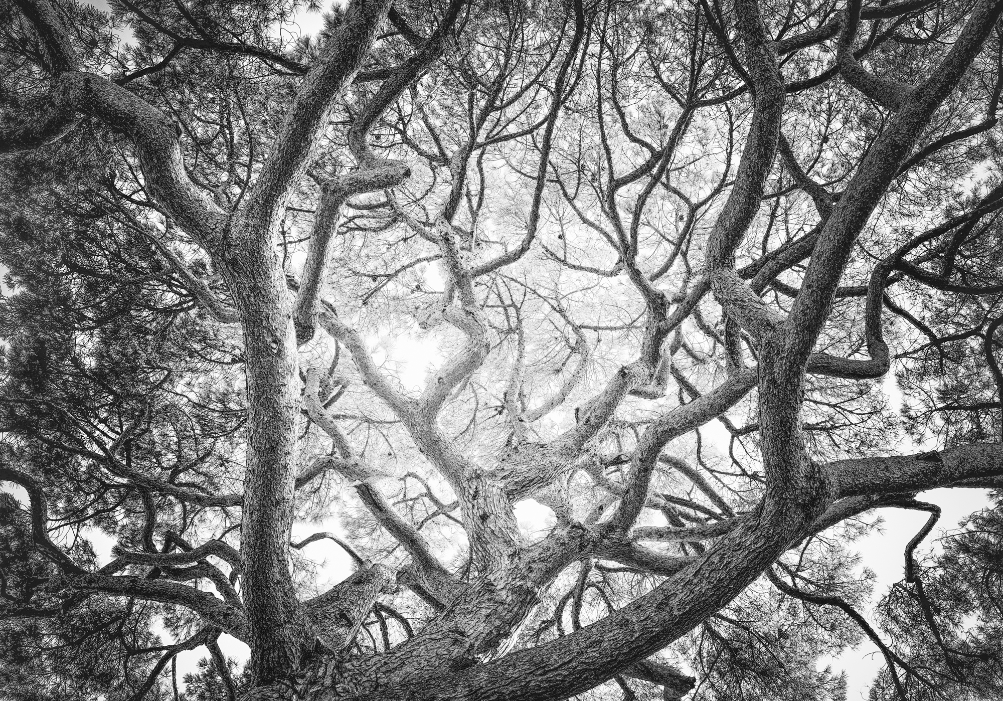 Tree 60 growing into the expanse e6rqpi