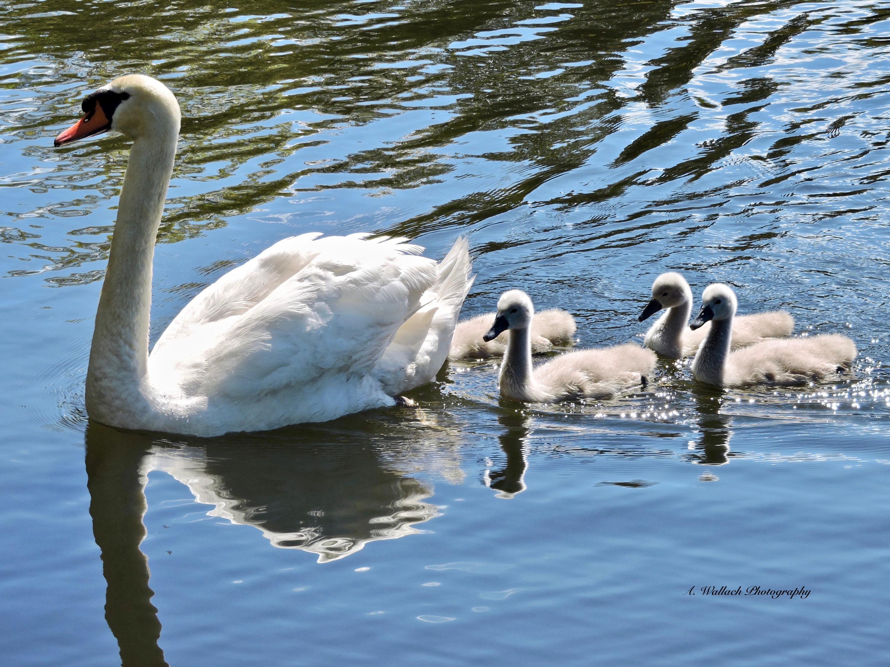 Mute swan mom and her cygnets o7w2ev