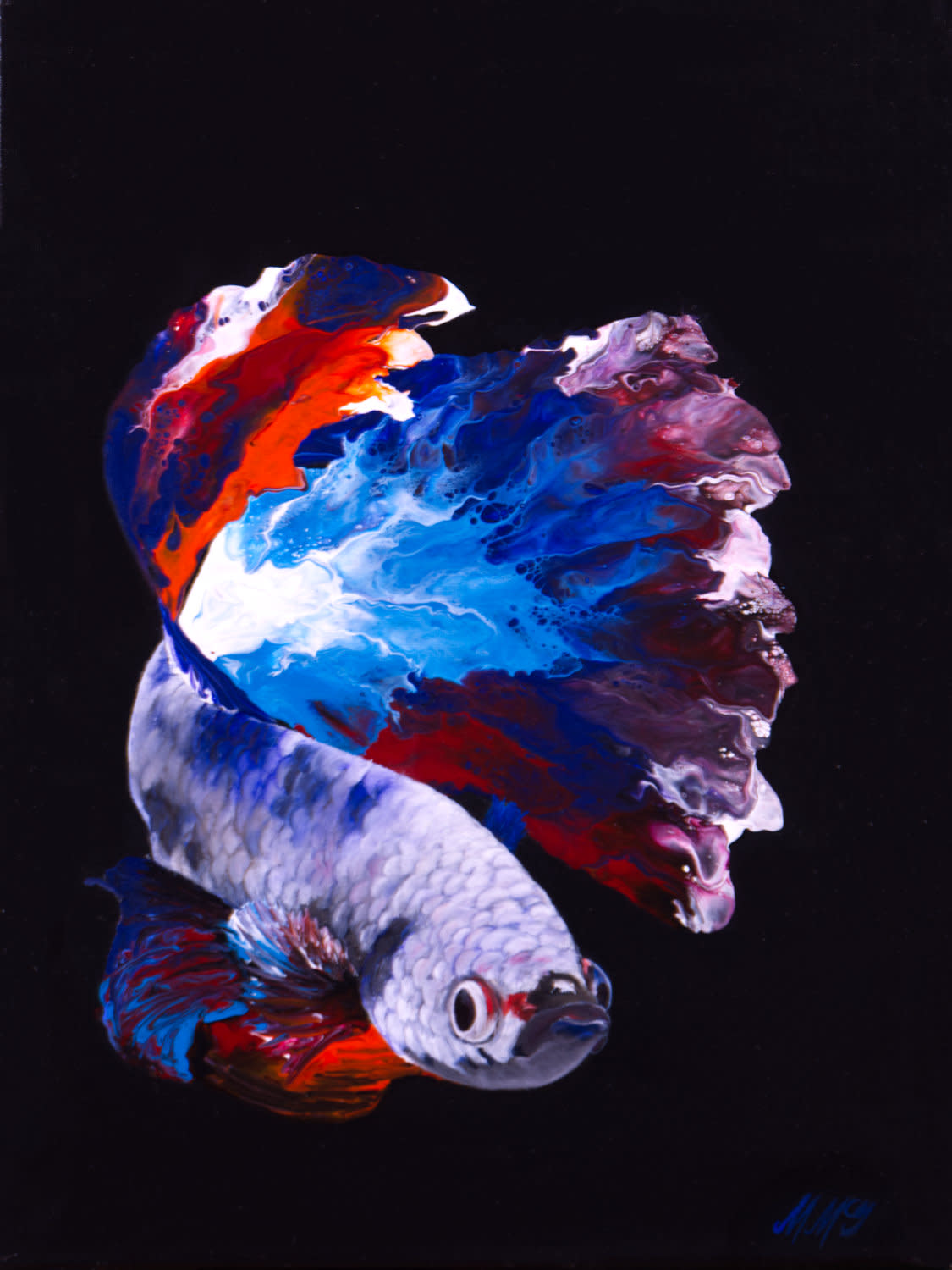 Siamese fighting betta web amwjft