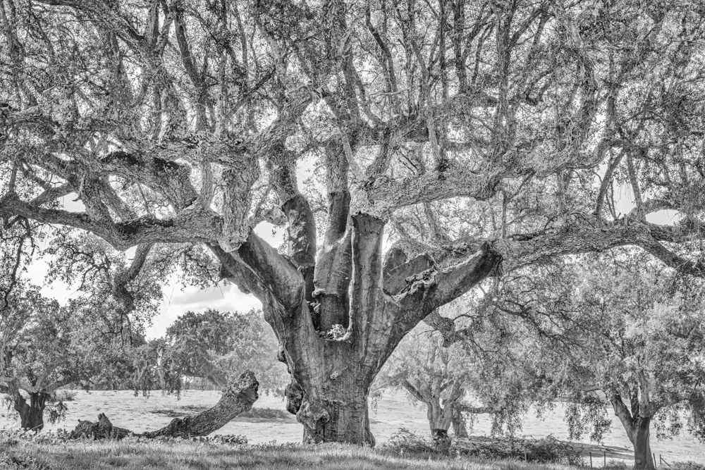 2020 02 15 herdade da quinta de sousa 0322 edit 7 g118yd