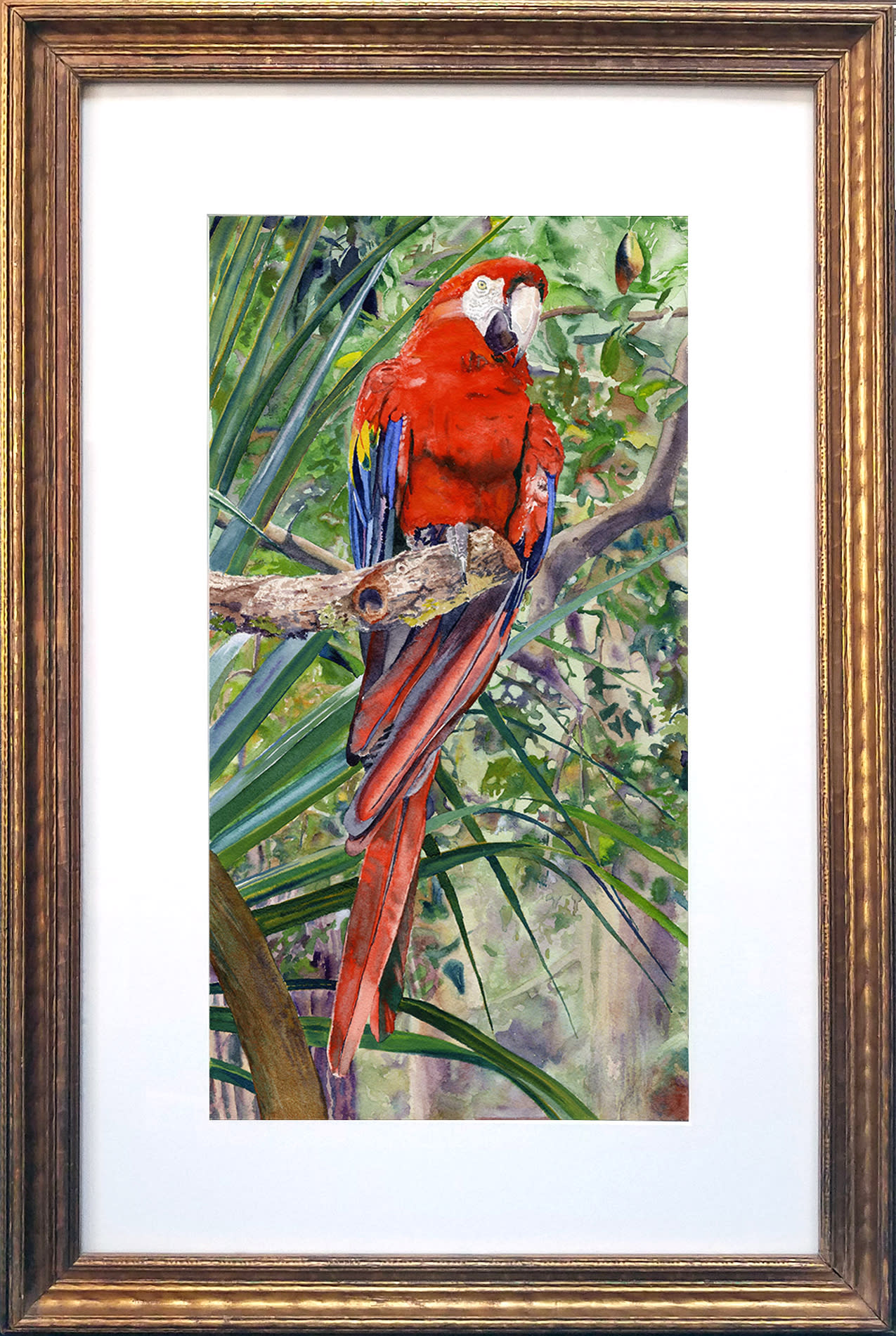 Scarlet macaw framed fk34uq