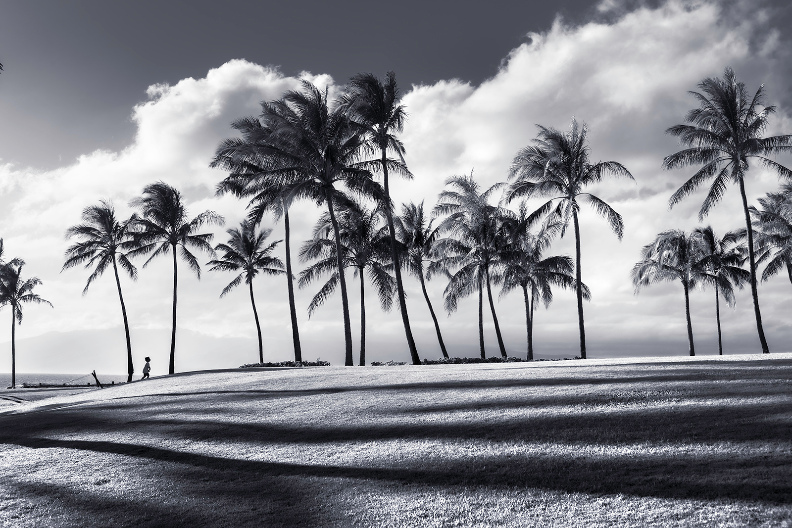Tropical shadows 1600pxw o98fap