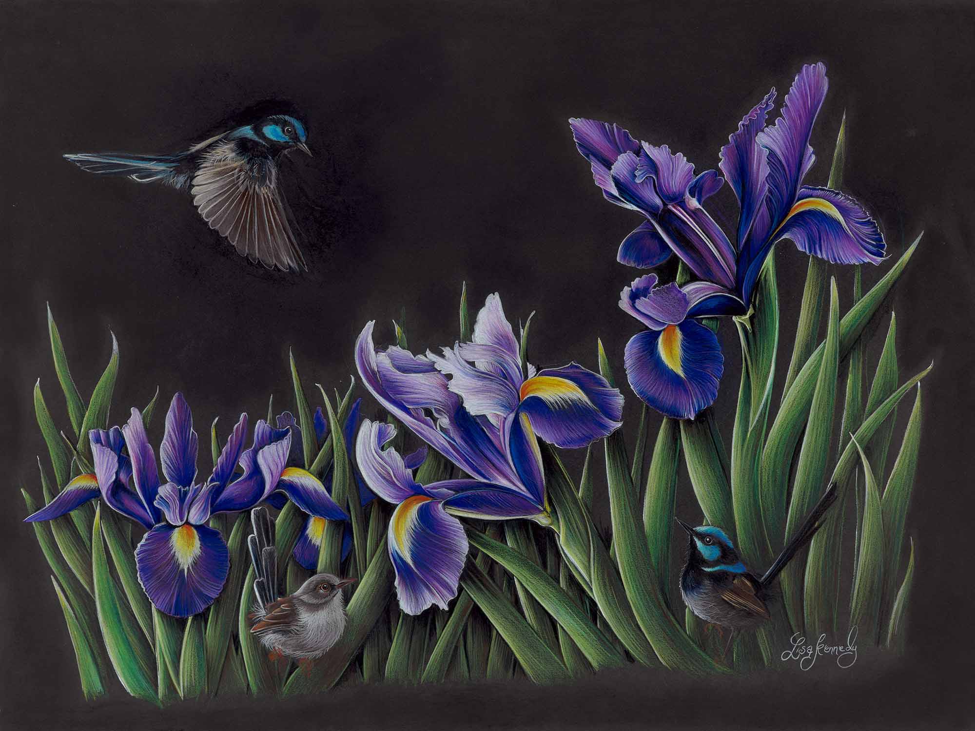 Lisa kennedy 014 iris garden 2000px cv1ip2