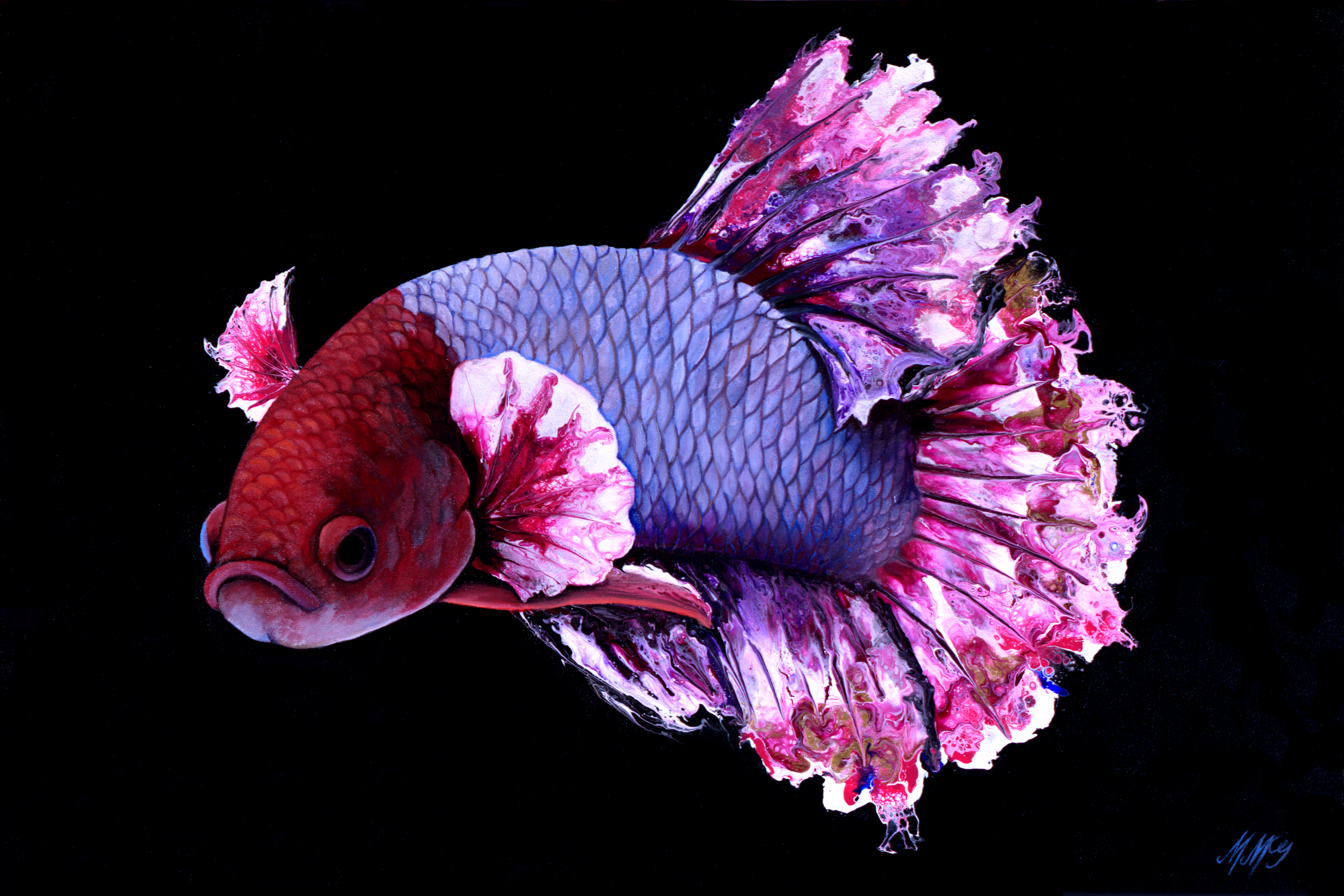 Cherry blossom betta full 2 xvkxoq