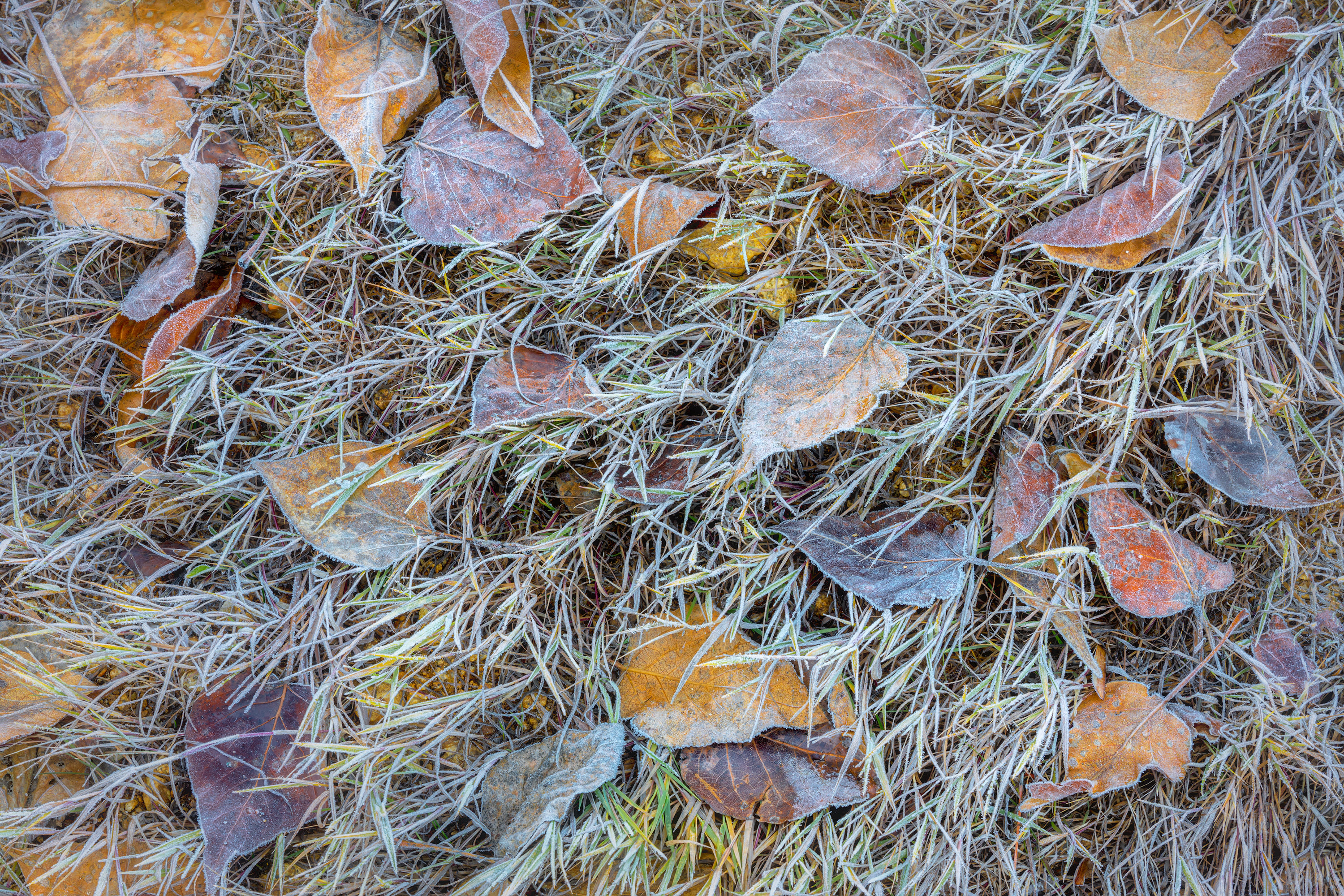Cottonwood leaves yiqecz