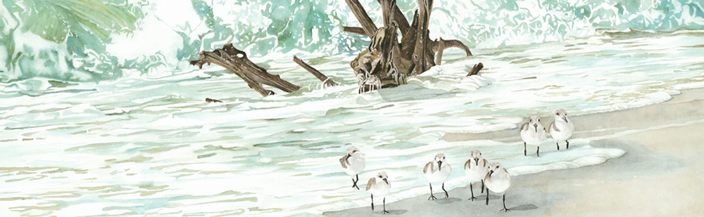
        <div class='title'>
          Driftwood in the Surf 
        </div>
       
        <div class='description'>
          Sandpipers playing in the surf in the shadow of driftwoodof on a tropical beach 
        </div>
      