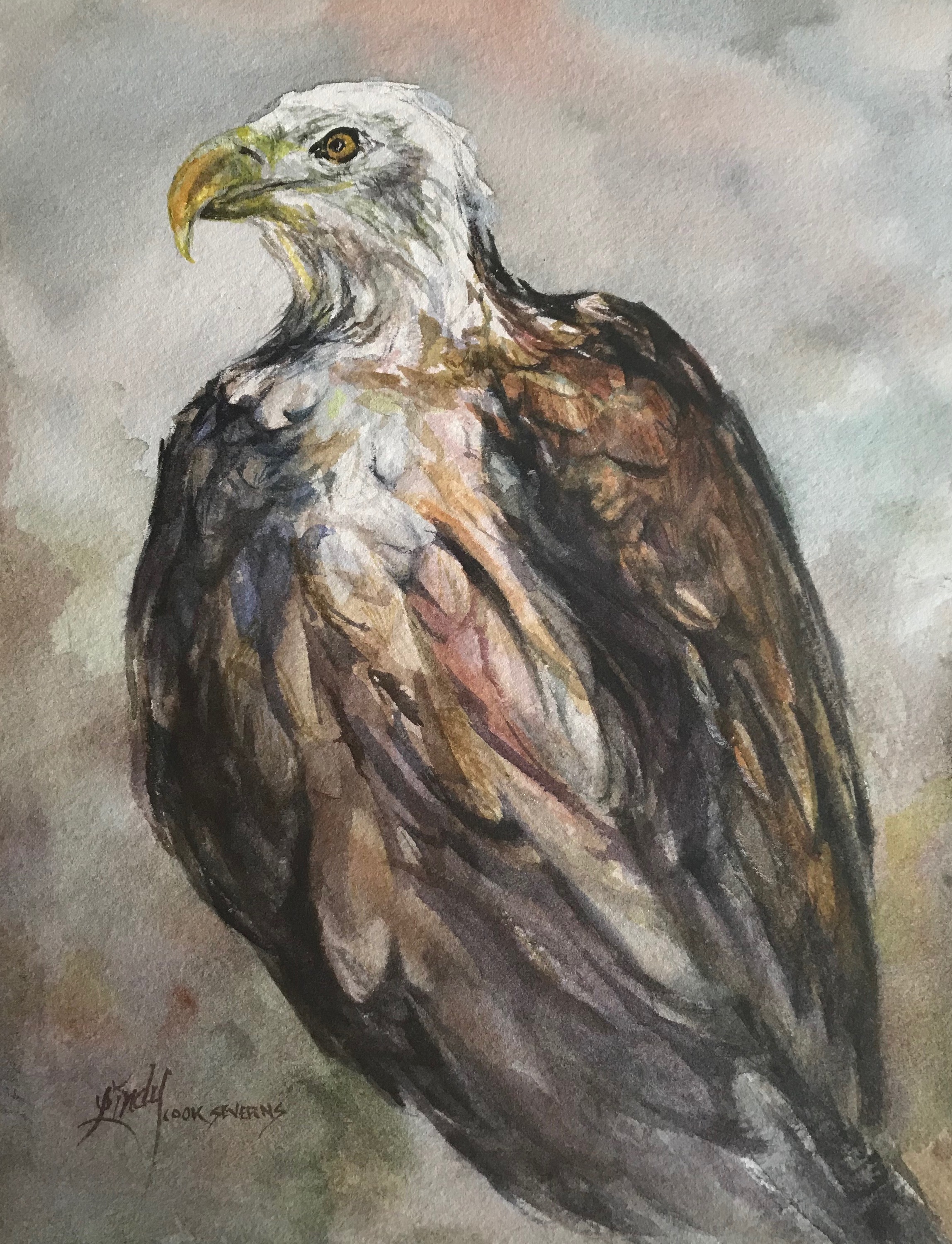 Ruffled with pride 8x10 watercolor lindy cook severns xyyhwf
