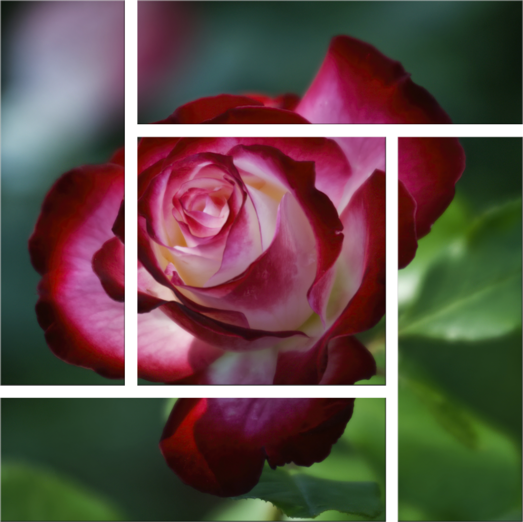 Glowing rose preview mxxkca