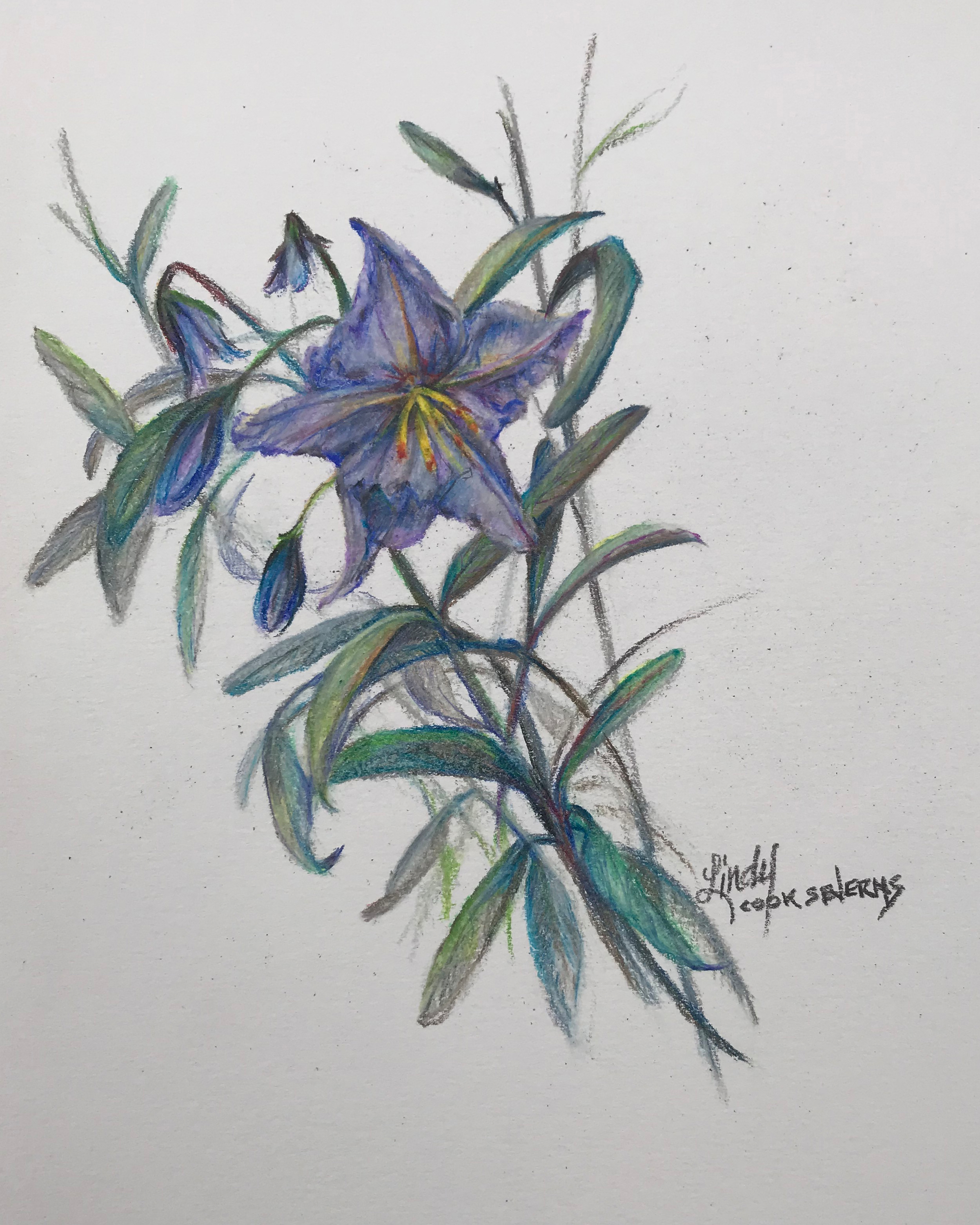 Lindy C Severns Art Shades Of Lilac Original Drawing