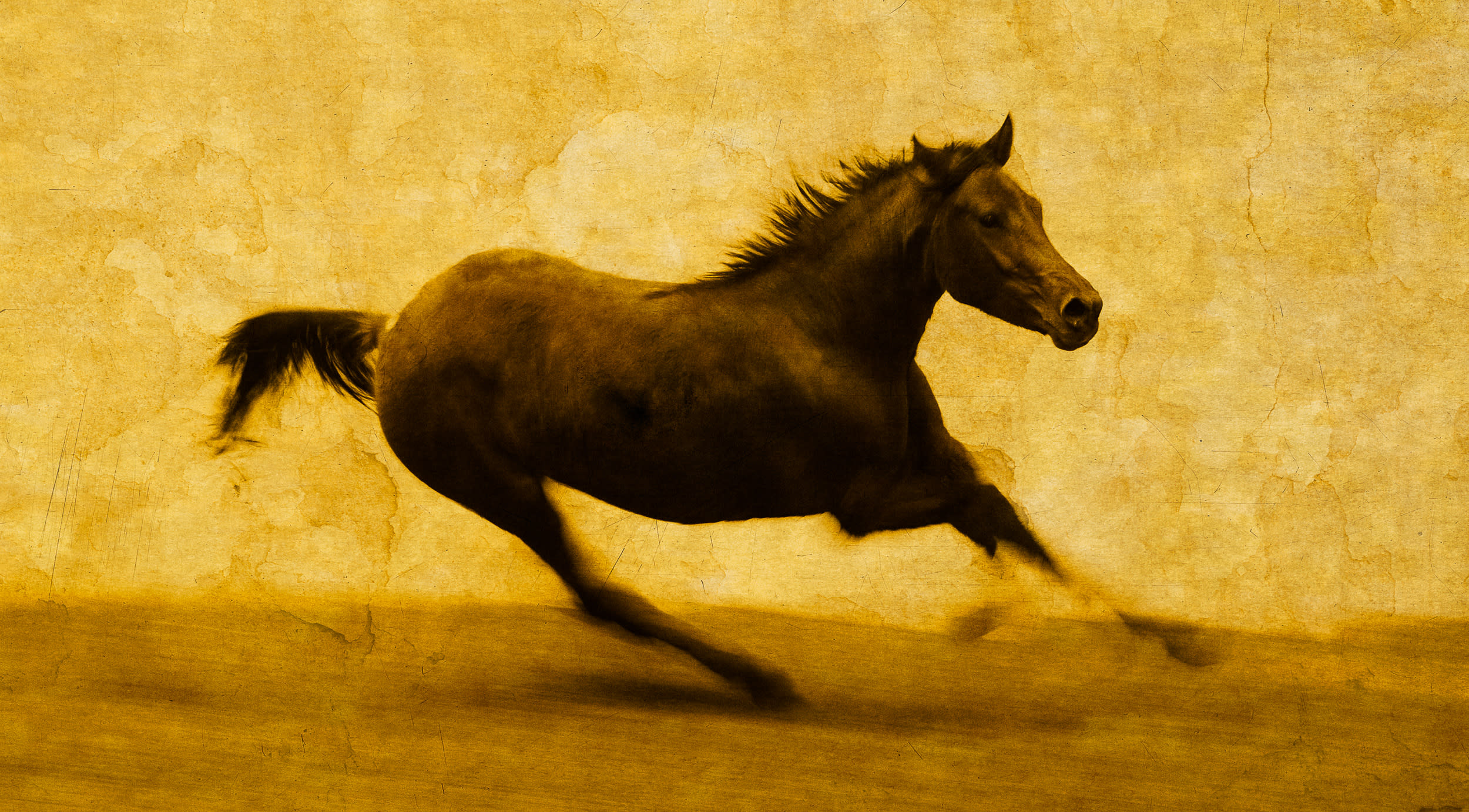 Horse 1319 ybaric