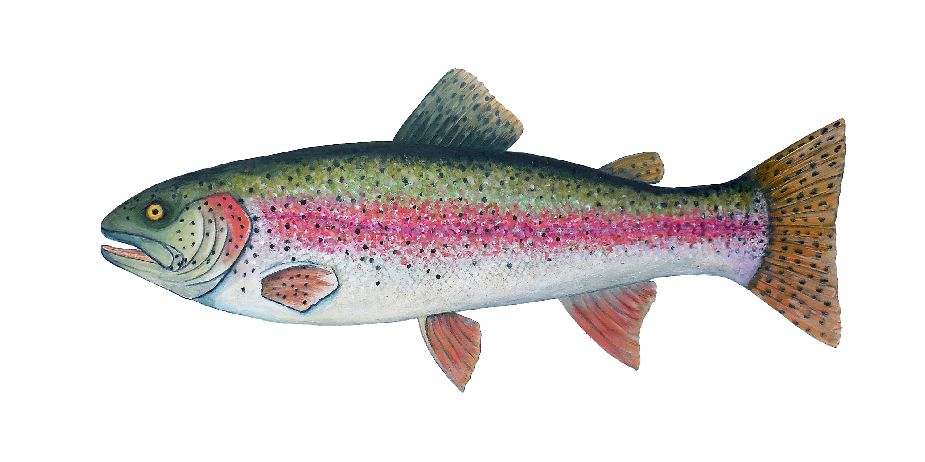 Mphillip   rainbow trout q9wqr6