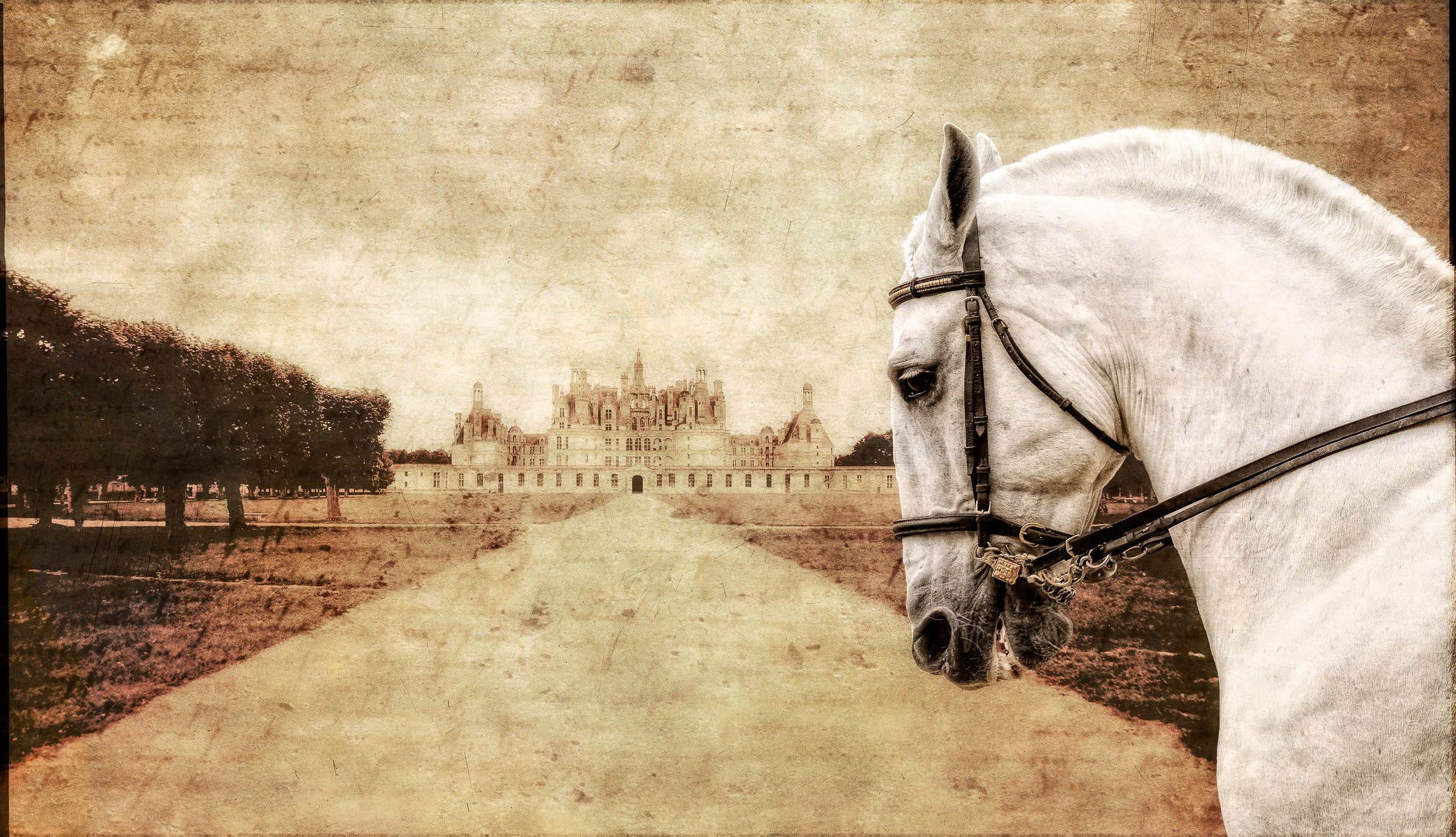 Royal stallion wlsg7m