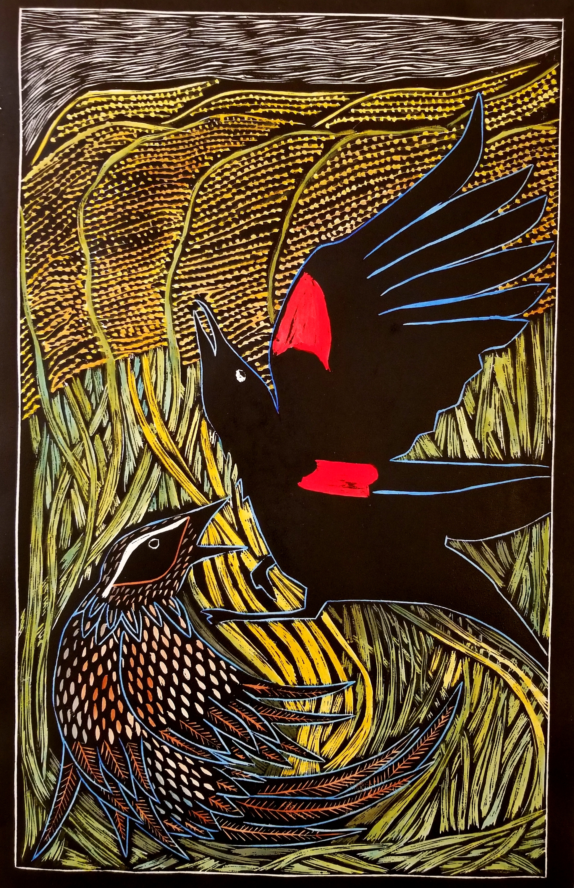 Red winged blackbirds in love e9bsq7