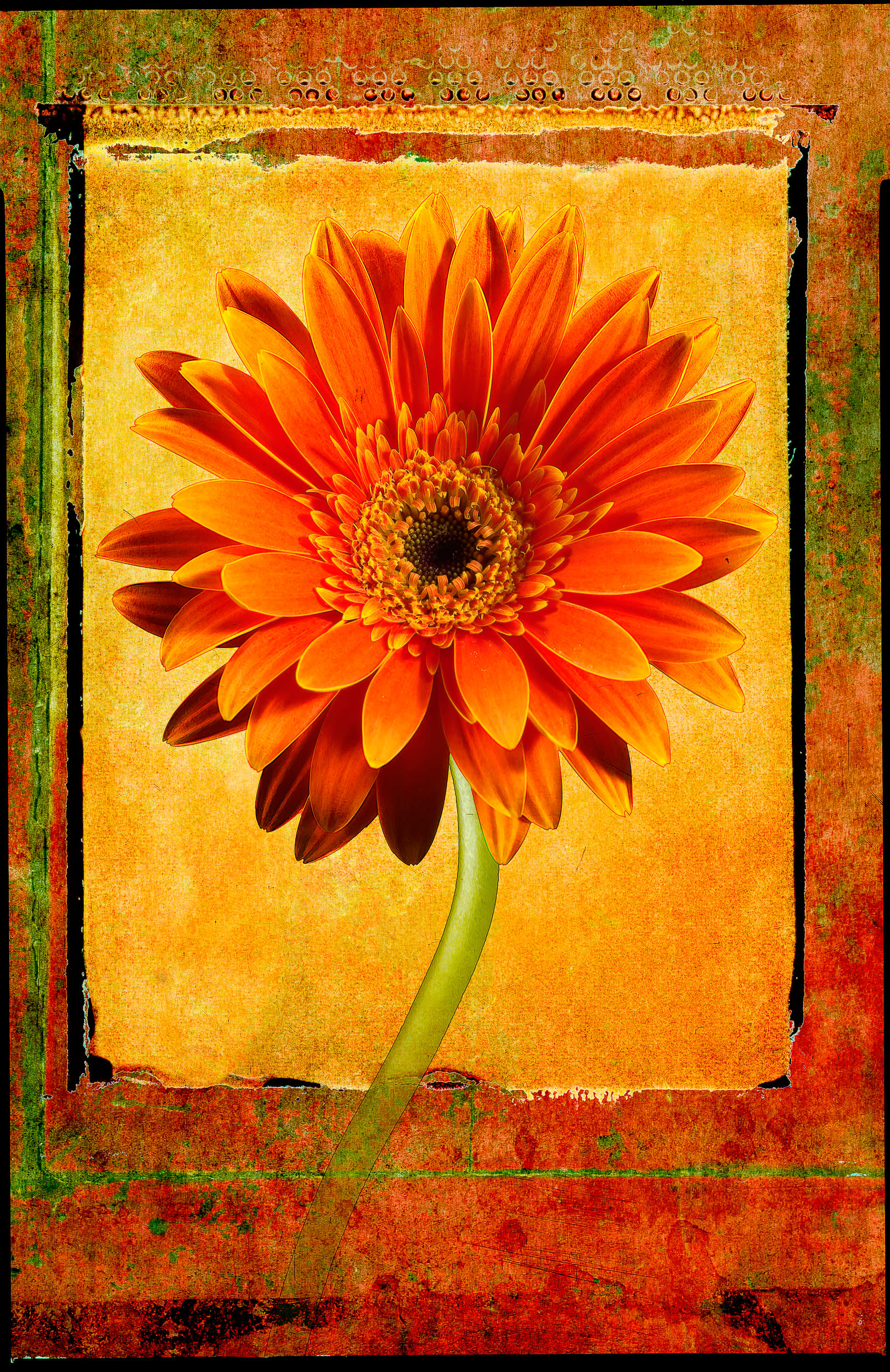Gerberdaisy2436 wjlneb