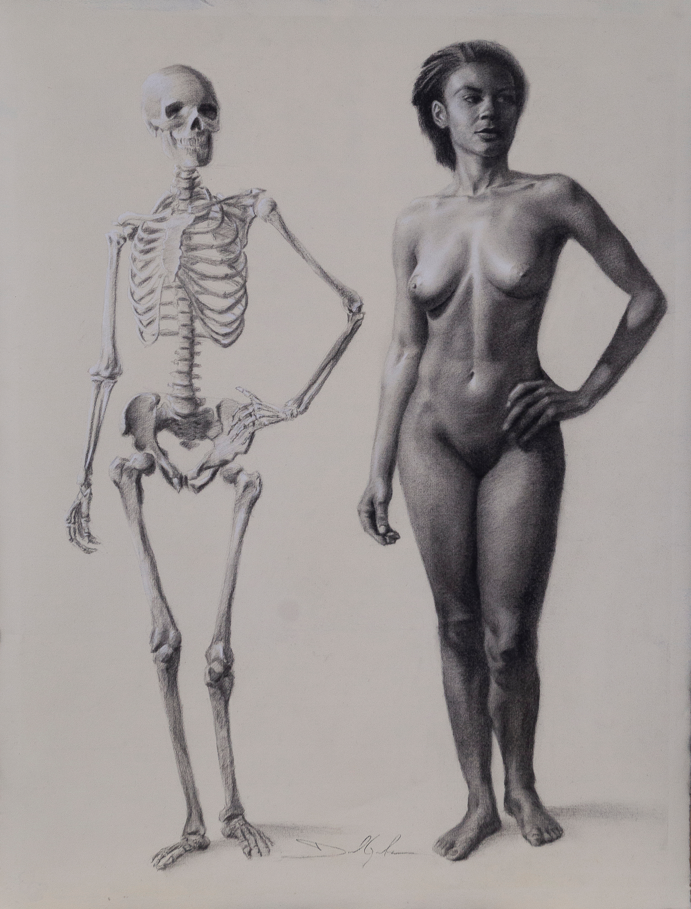 D.g academic anatomy figure skeleton warehouse original 19x25 0013 yrolif