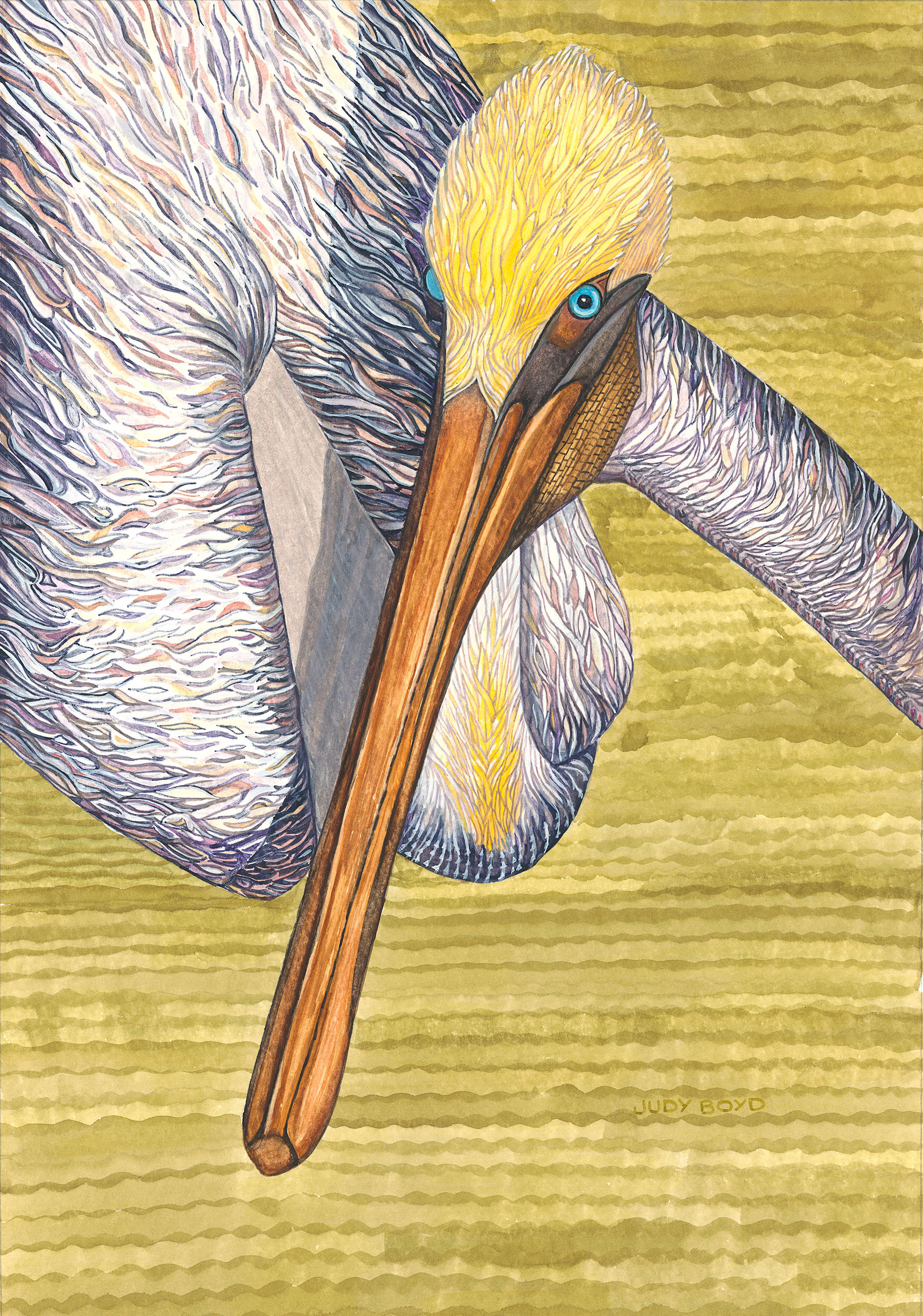 Brown pelican 300ppi uiimhf