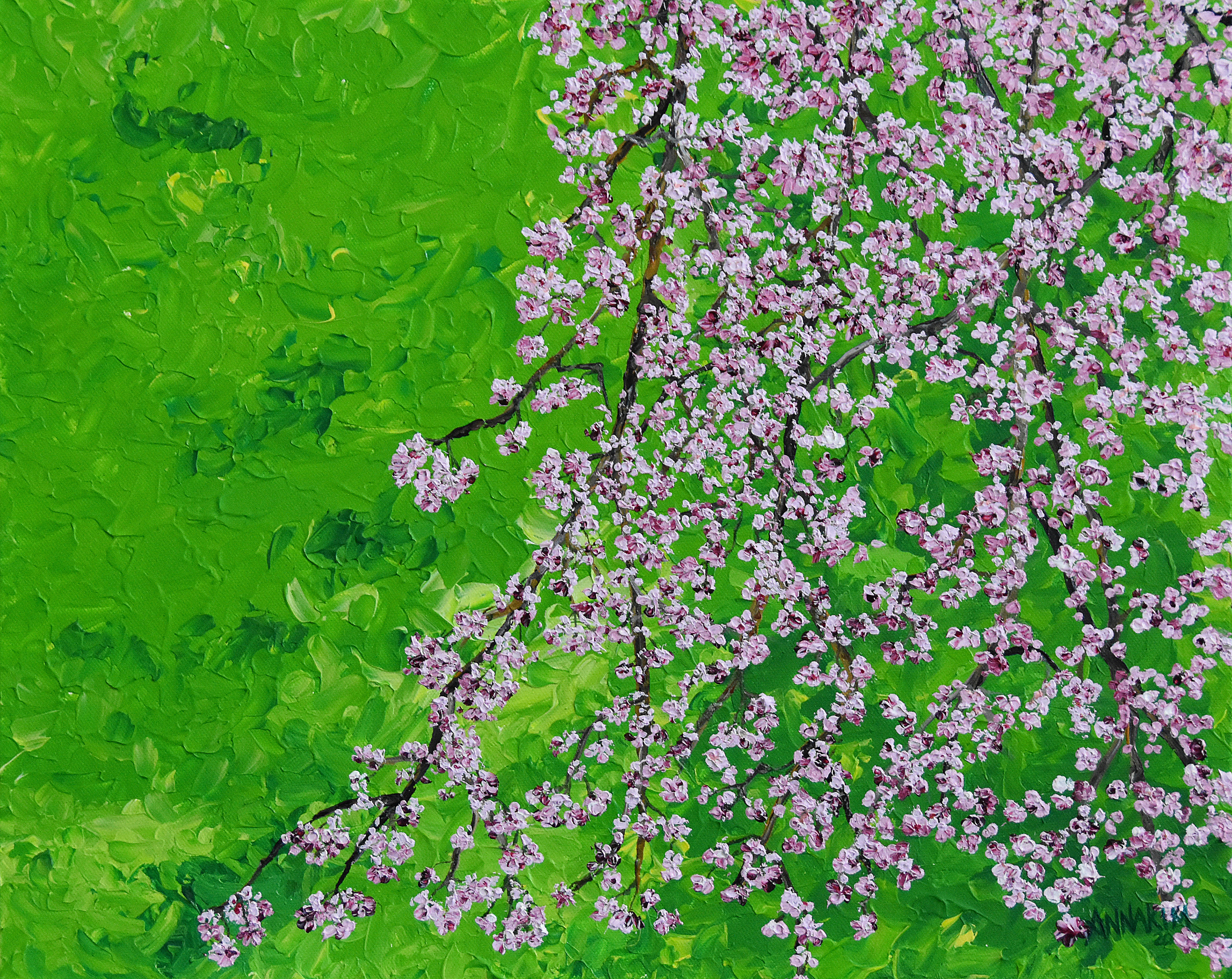 Weeping cherry blossom d4wntf