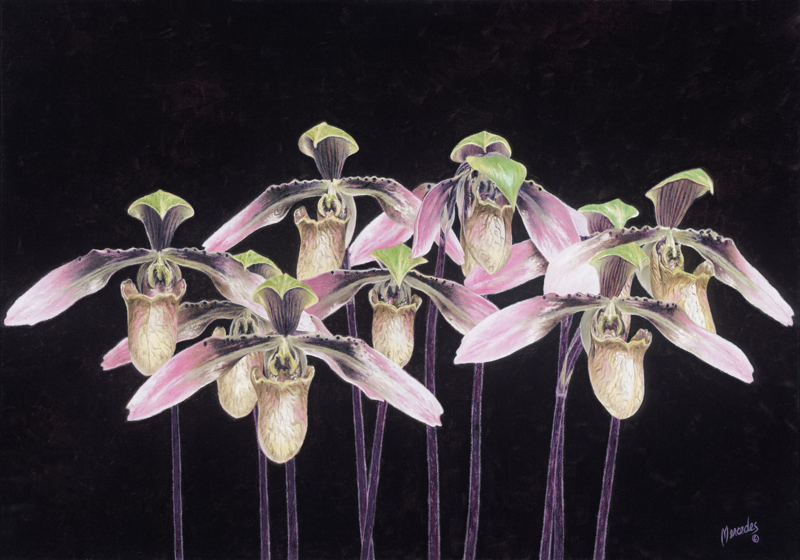 Orchids  by gailoyer mercedes oil14hx20w  bdsdvc