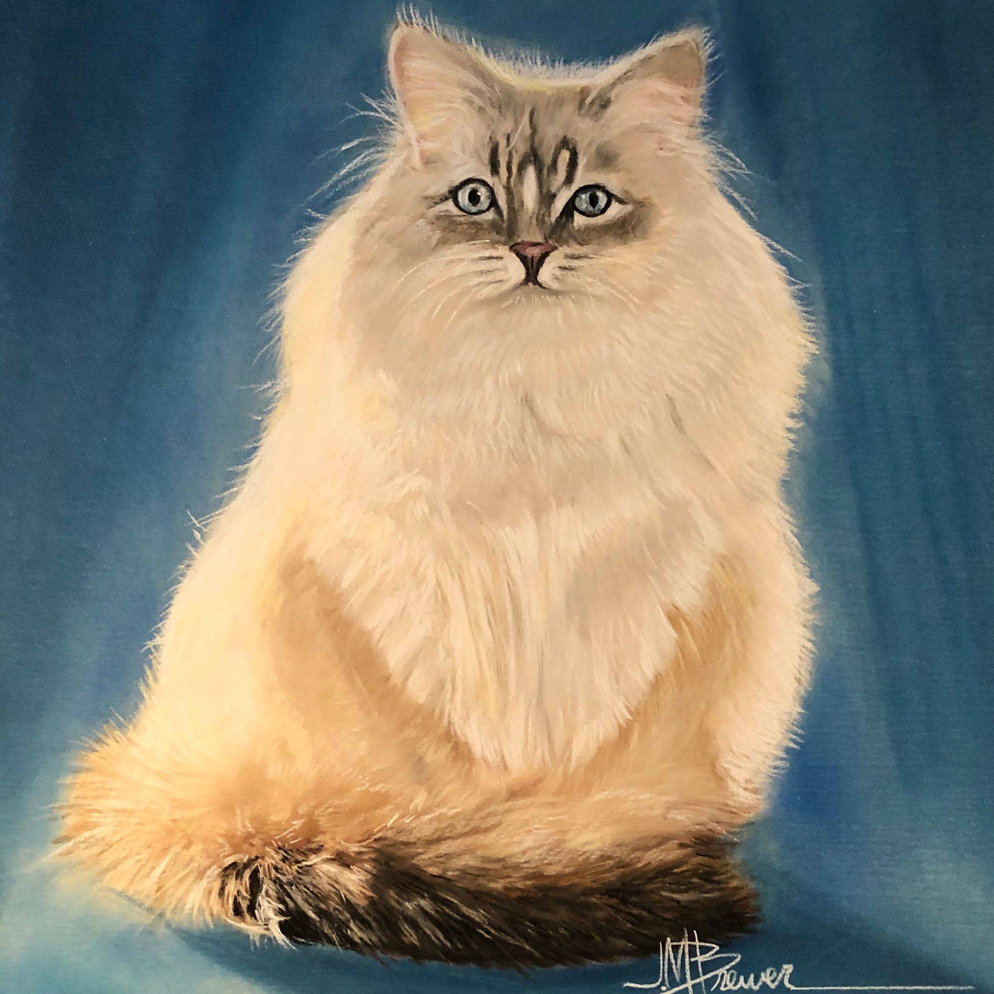 Willow cat portrait aaqvxh