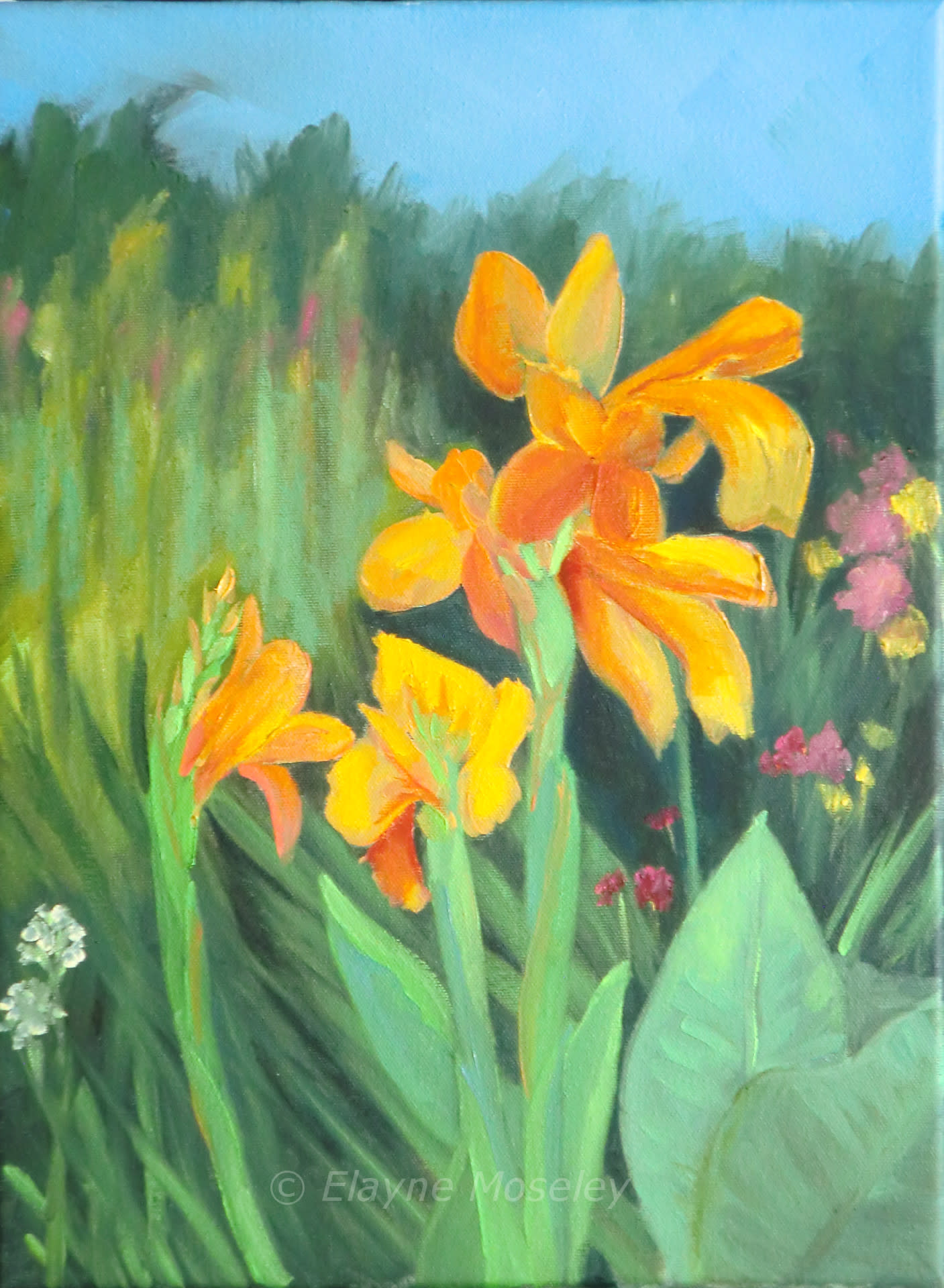 Cannas w2bzkq