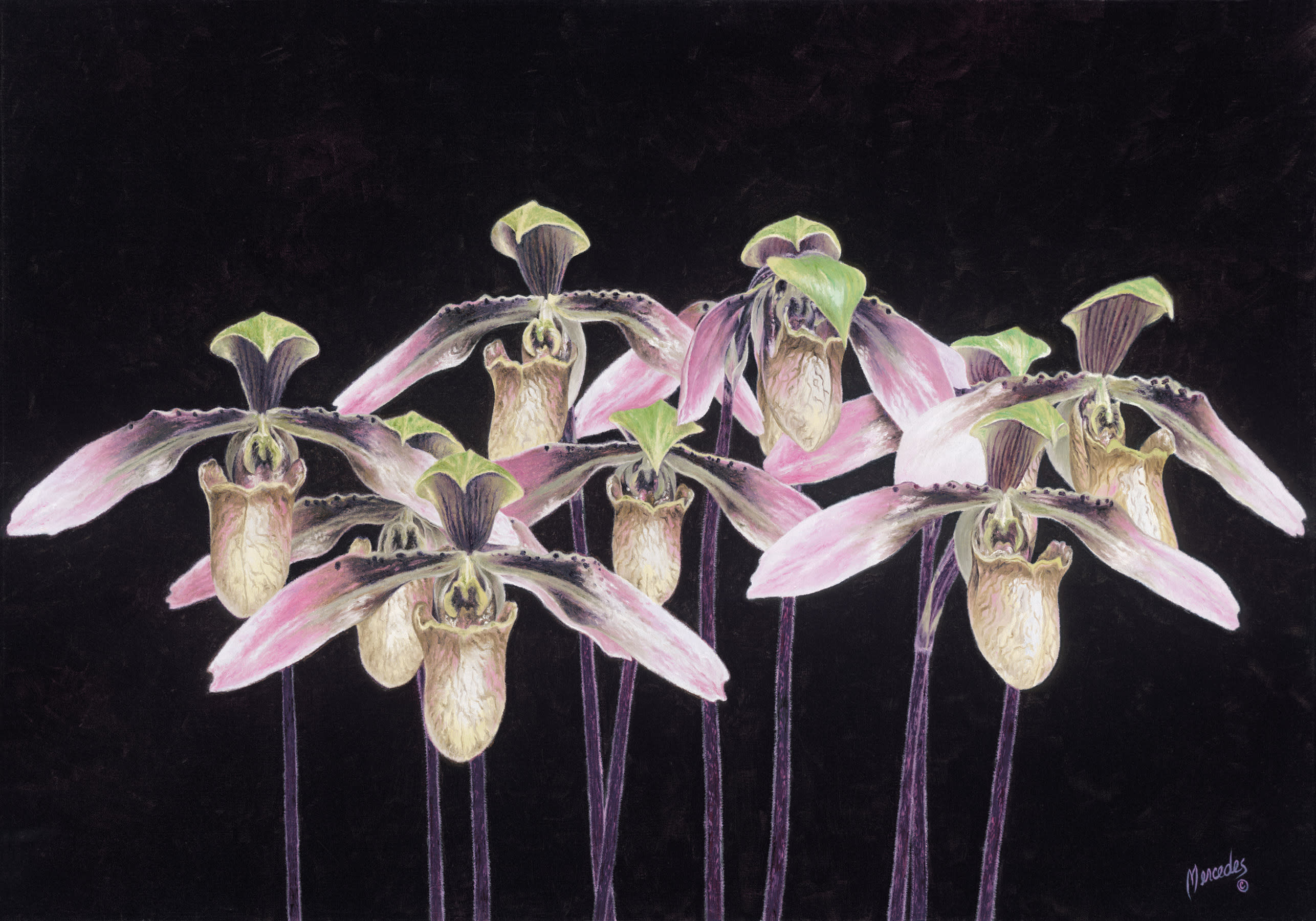 Orchids  by gailoyer mercedes oil14hx20w  rpyssh