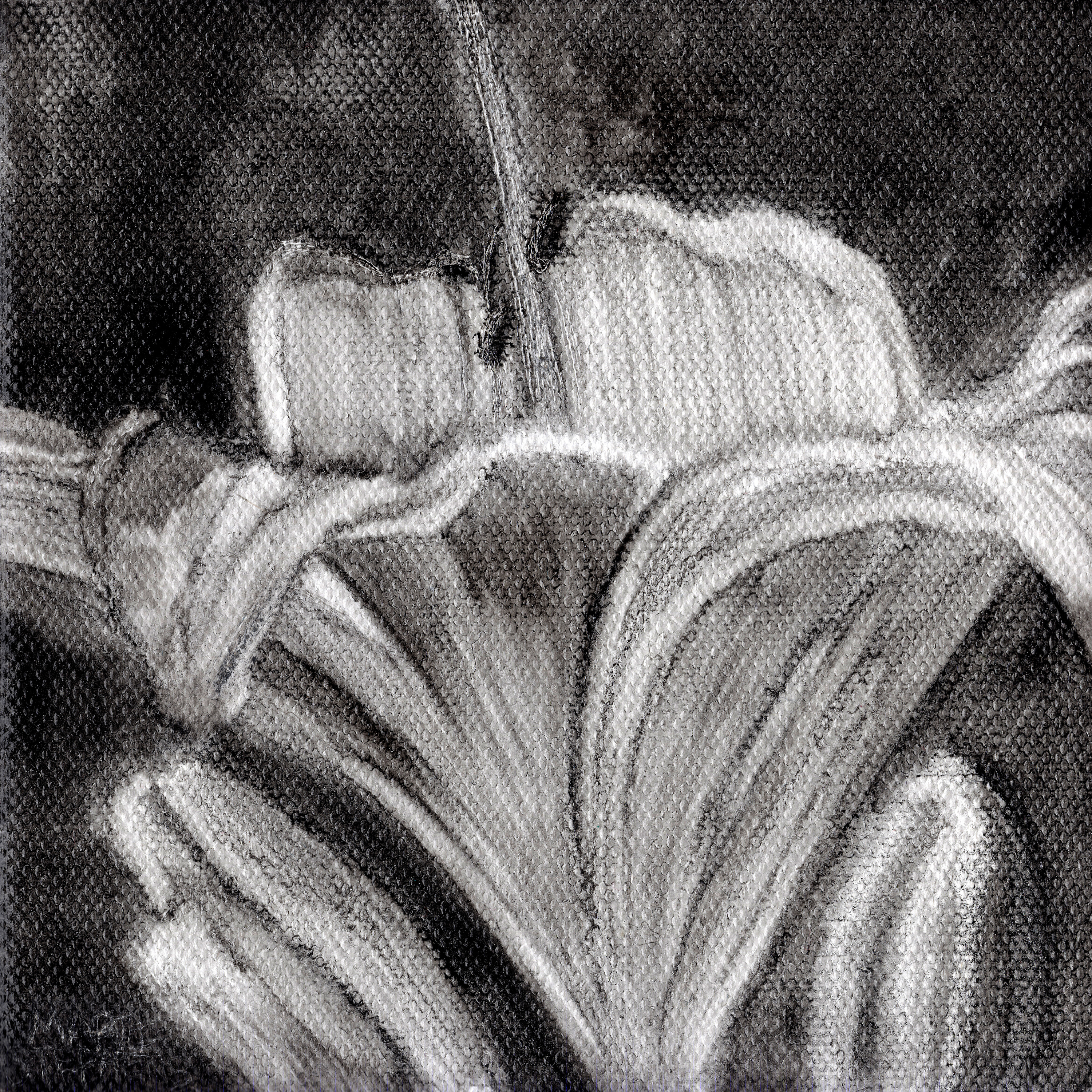 For web day lily 5x5 oil copyright marie stephens 2019 chktfy