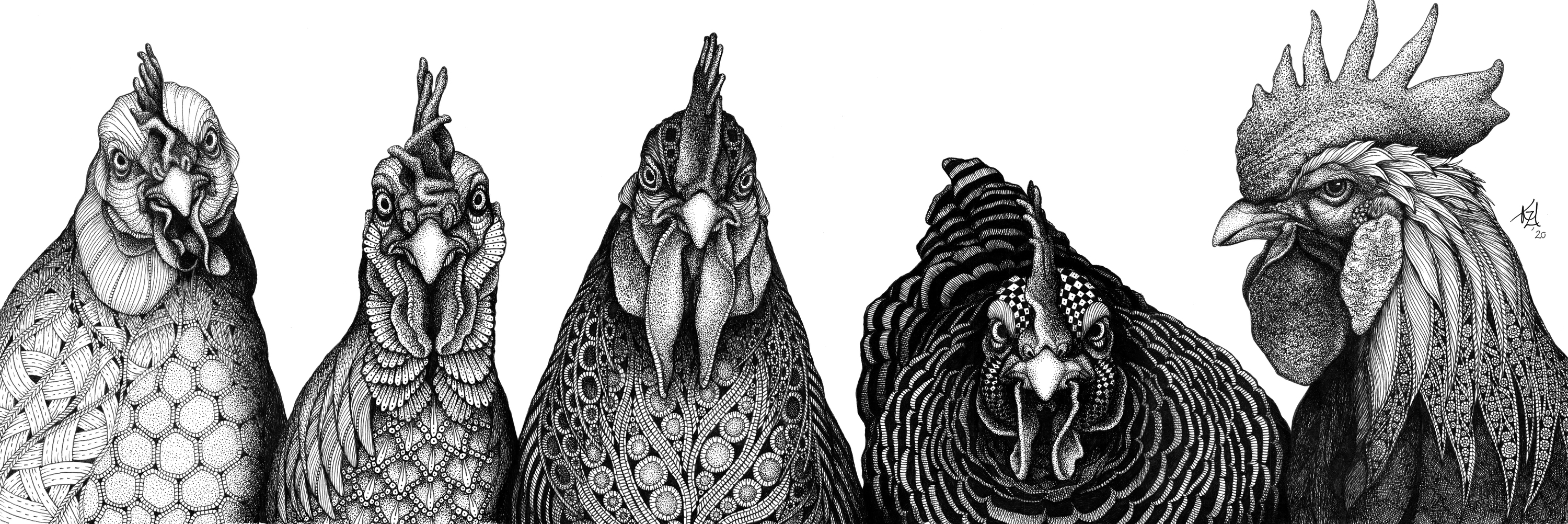 Chickens  cropped swsqoj