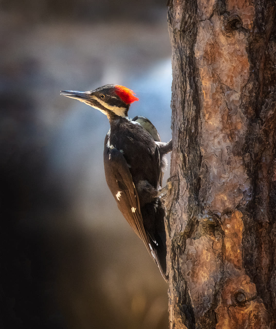 Pileated woodpecker iuwzno