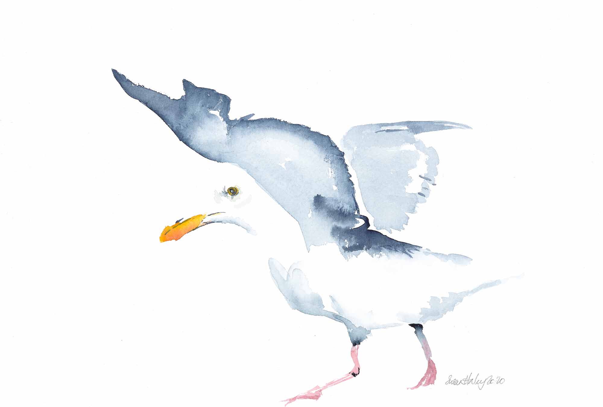 Susan haley 009 seagull 2000px evmrf4