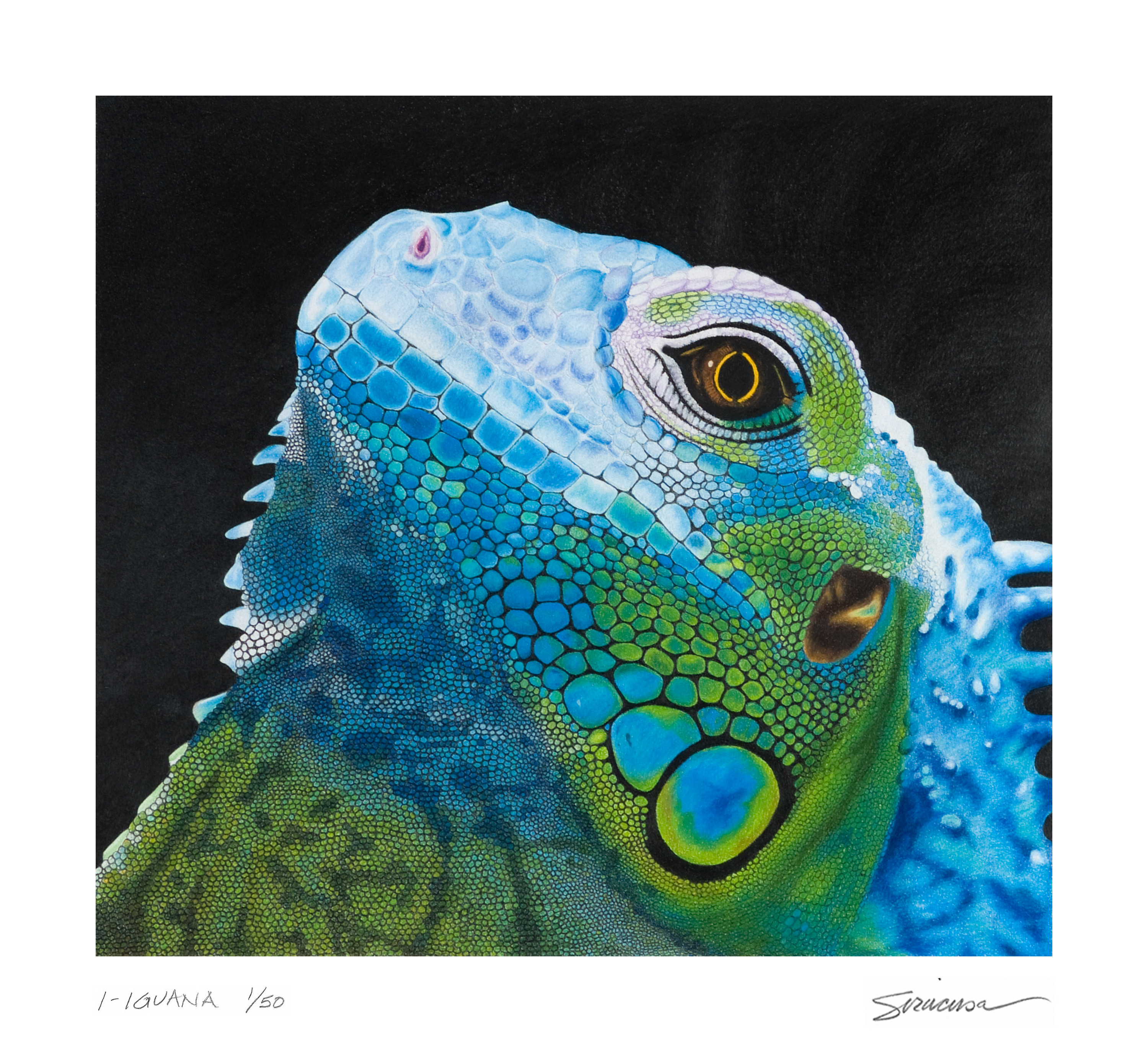 I iguana 12 x 11 e11dcj