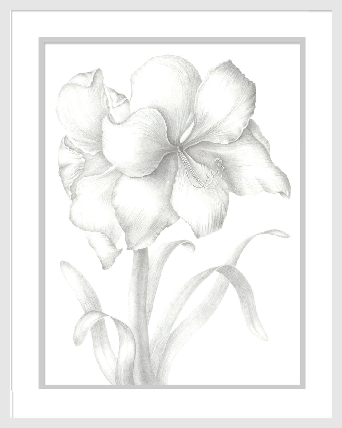 040401 hippeastrum 12x16 matted to 16x20 gn8apt