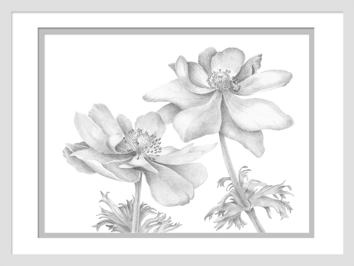 050101 an anemone duet drawing 9x12 matted to 12x16 qmn8ao