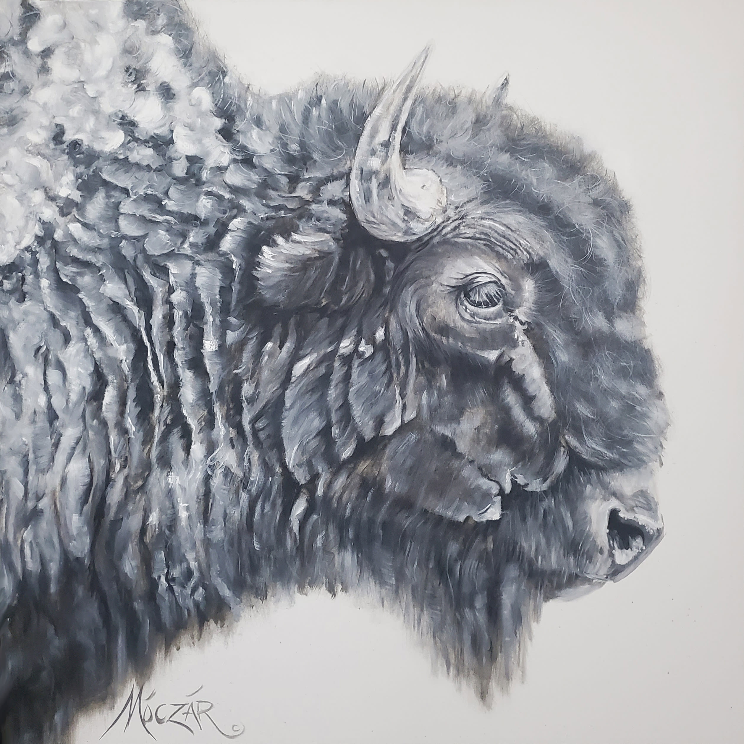 Wooly bully 26 b o94v1g