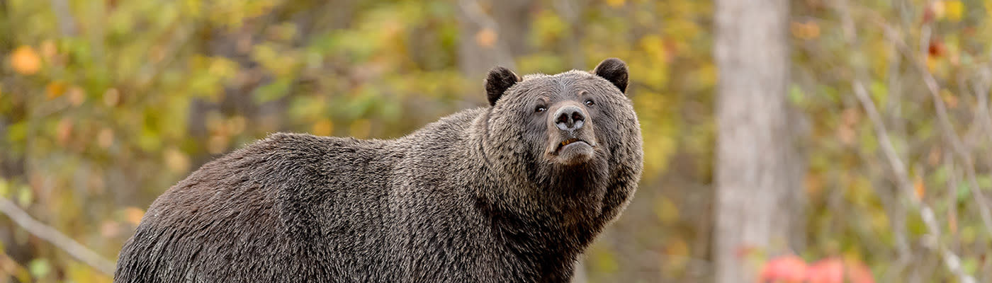 
        <div class='title'>
          Bear in the fall forest   722 HP4 copy2
        </div>
       
