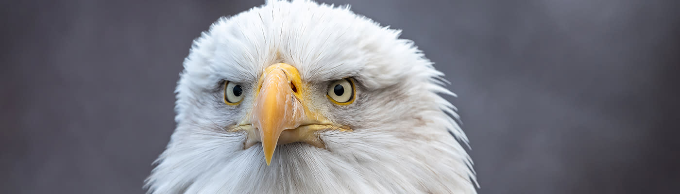 
        <div class='title'>
          The Gaze of an Eagle   861 HP3 copy2
        </div>
       