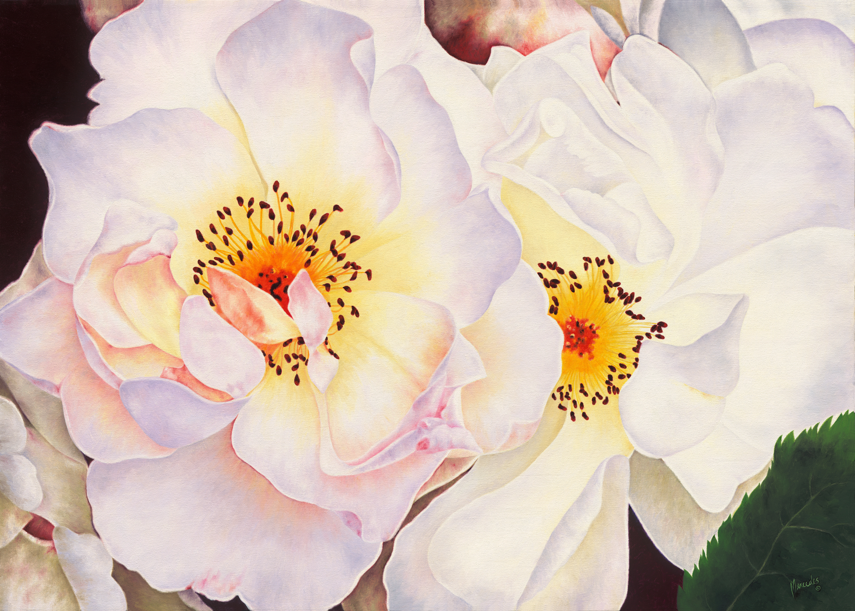 White roses s srgn copy tomakesmaller  tbkjuk