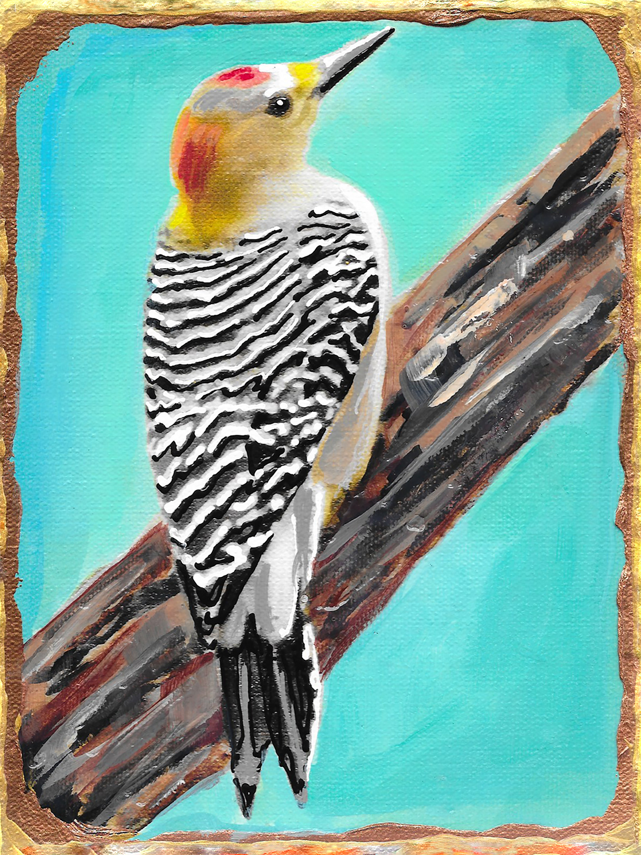 Golden fronted woodpecker tobfzi