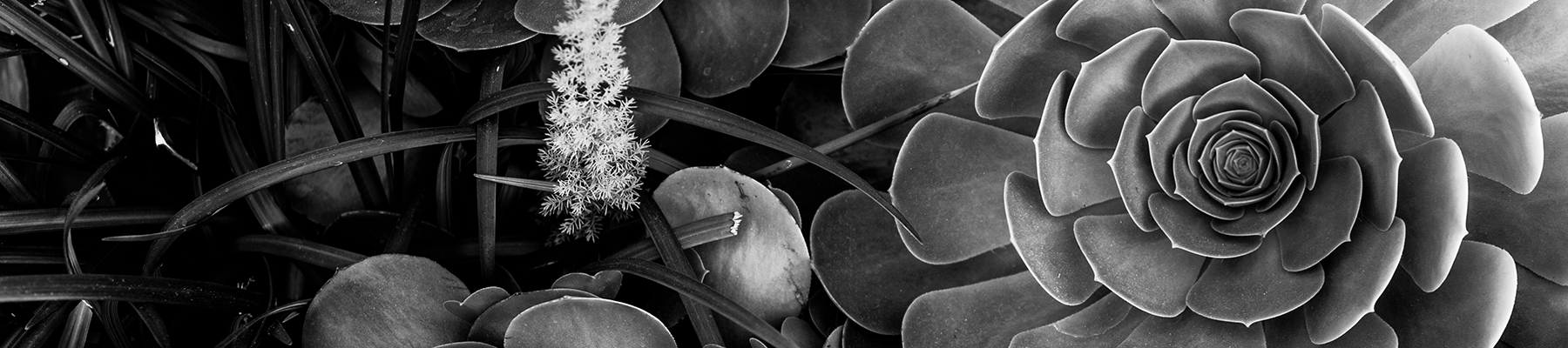 
        <div class='title'>
          Succulents 0246 copy
        </div>
       