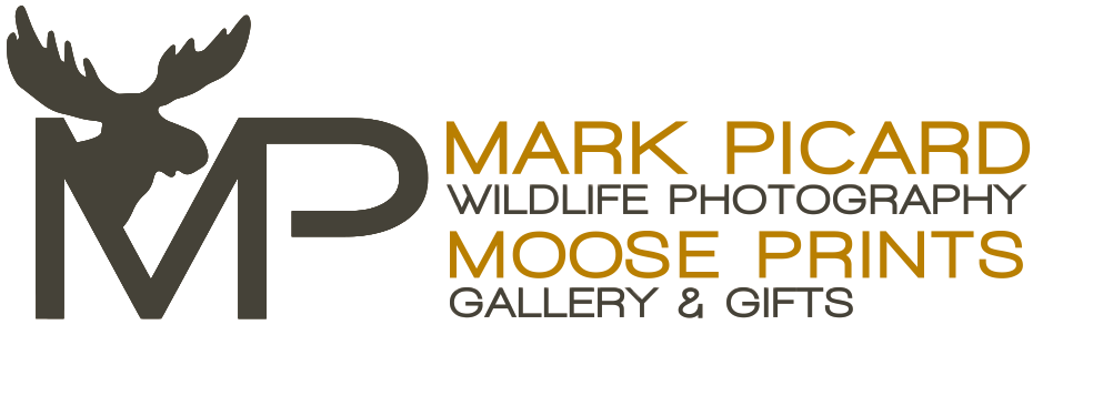 Mark Picard Wildlife Photography - Moose Prints Gallery and Gifts
