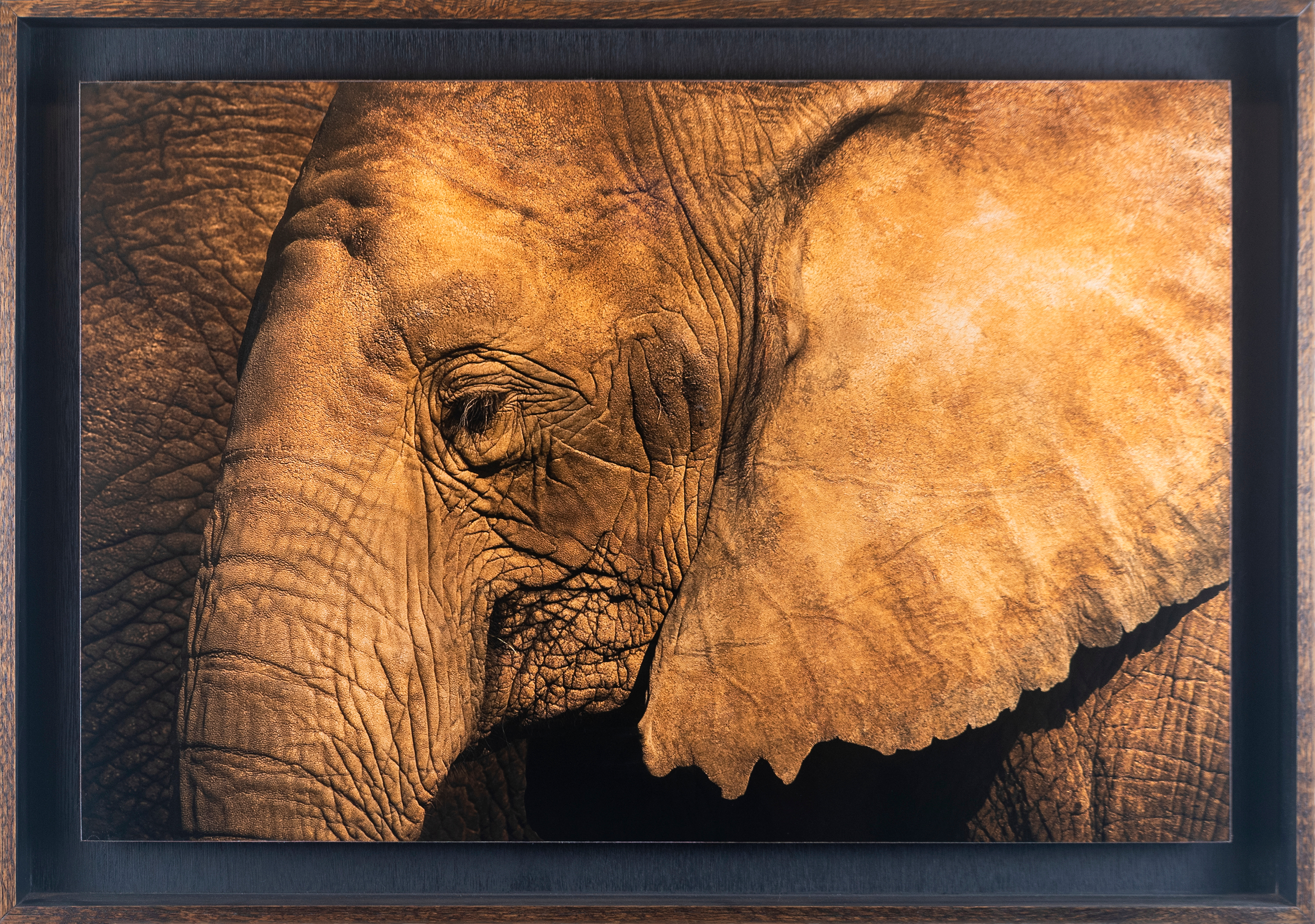 Elephant repose float framed oakn8j