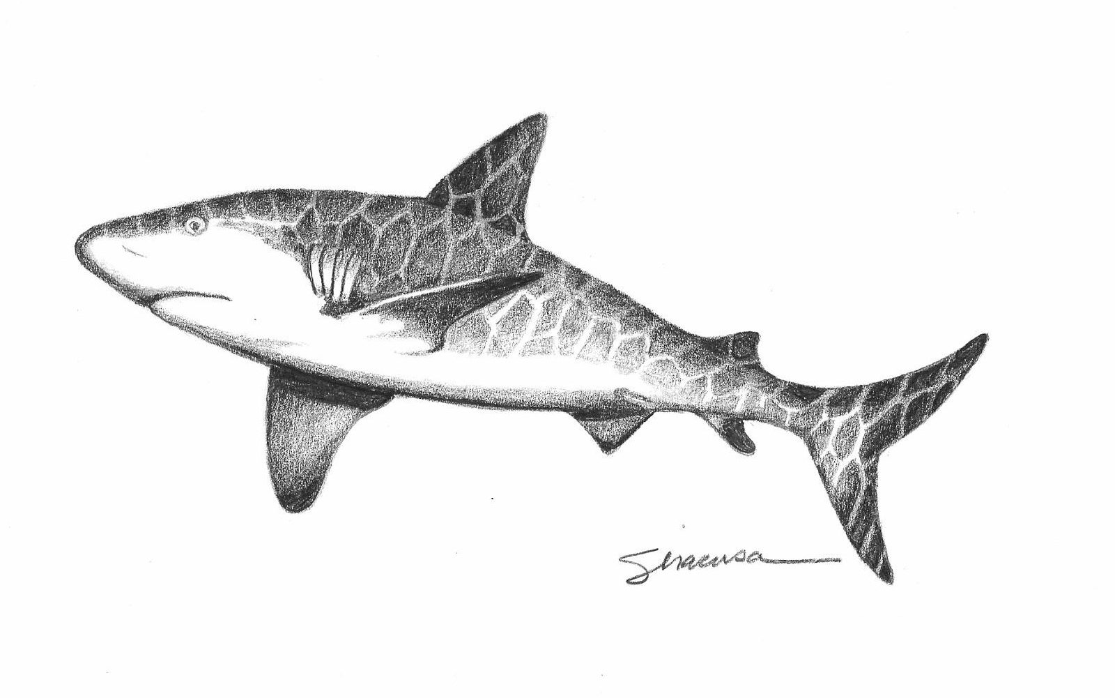 Grey shark original drawing pn2pgr