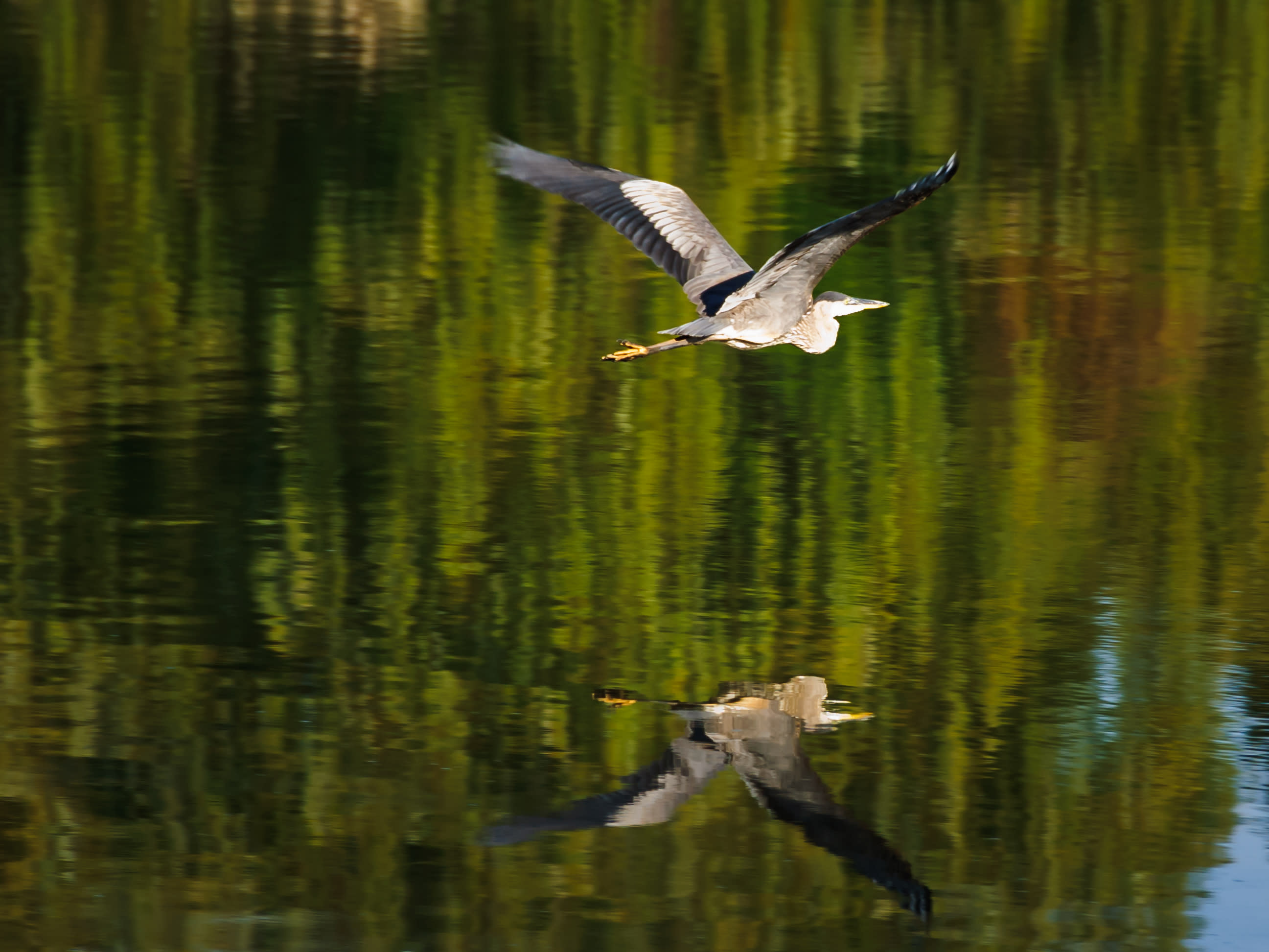 Blue heron over green forest reflection s5gqnz