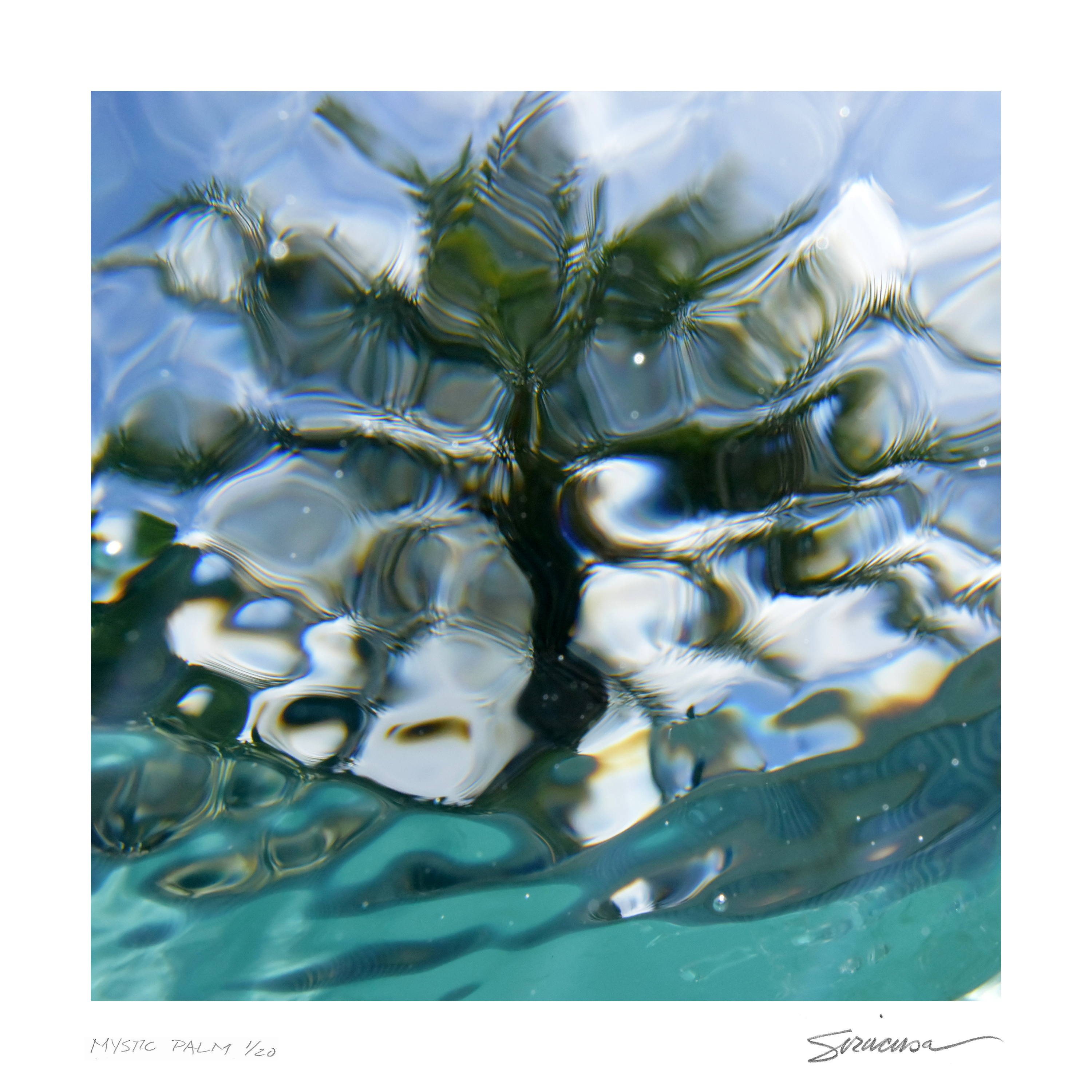 Mistic palm limited edition print pjr6dz