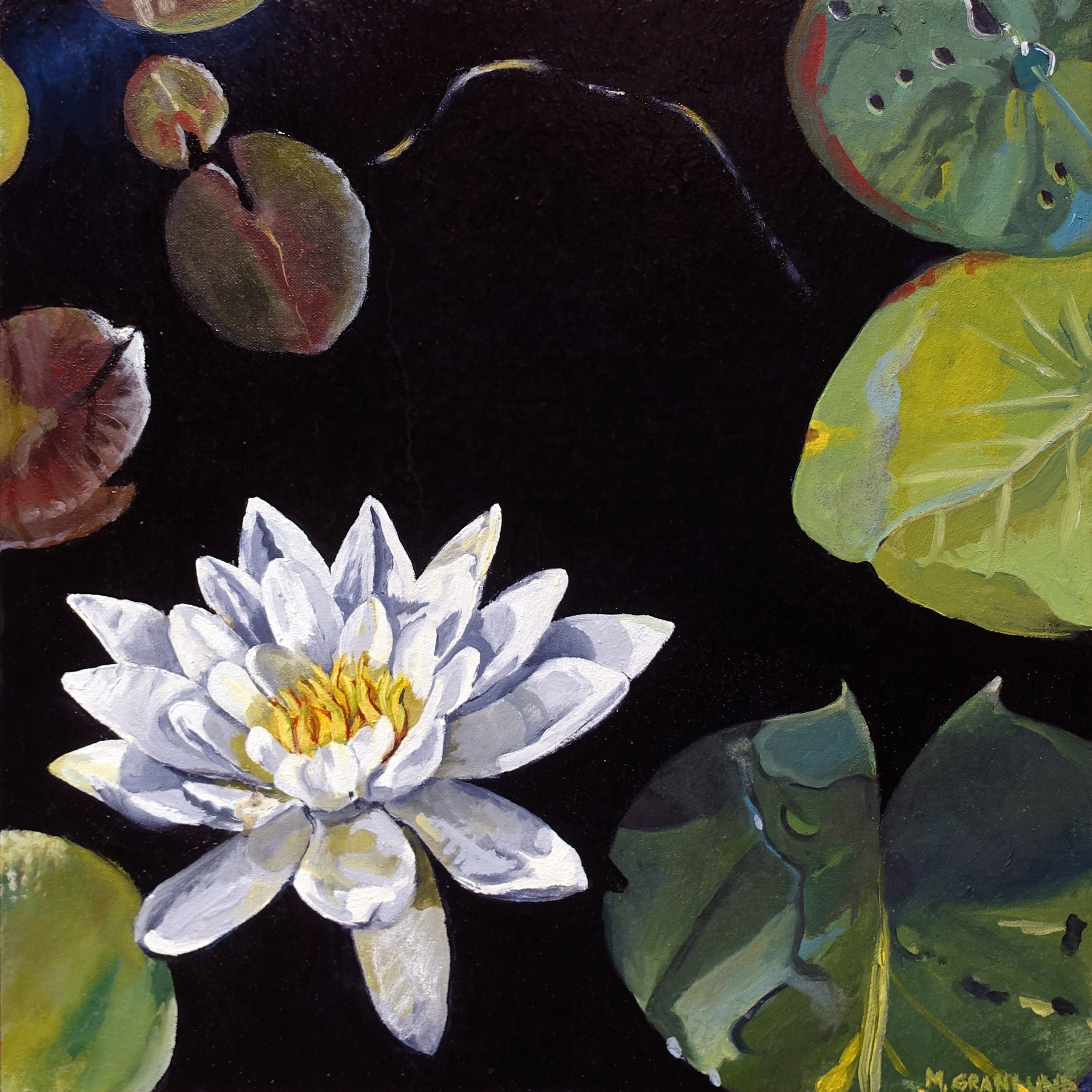 Waterlily tvvgnu